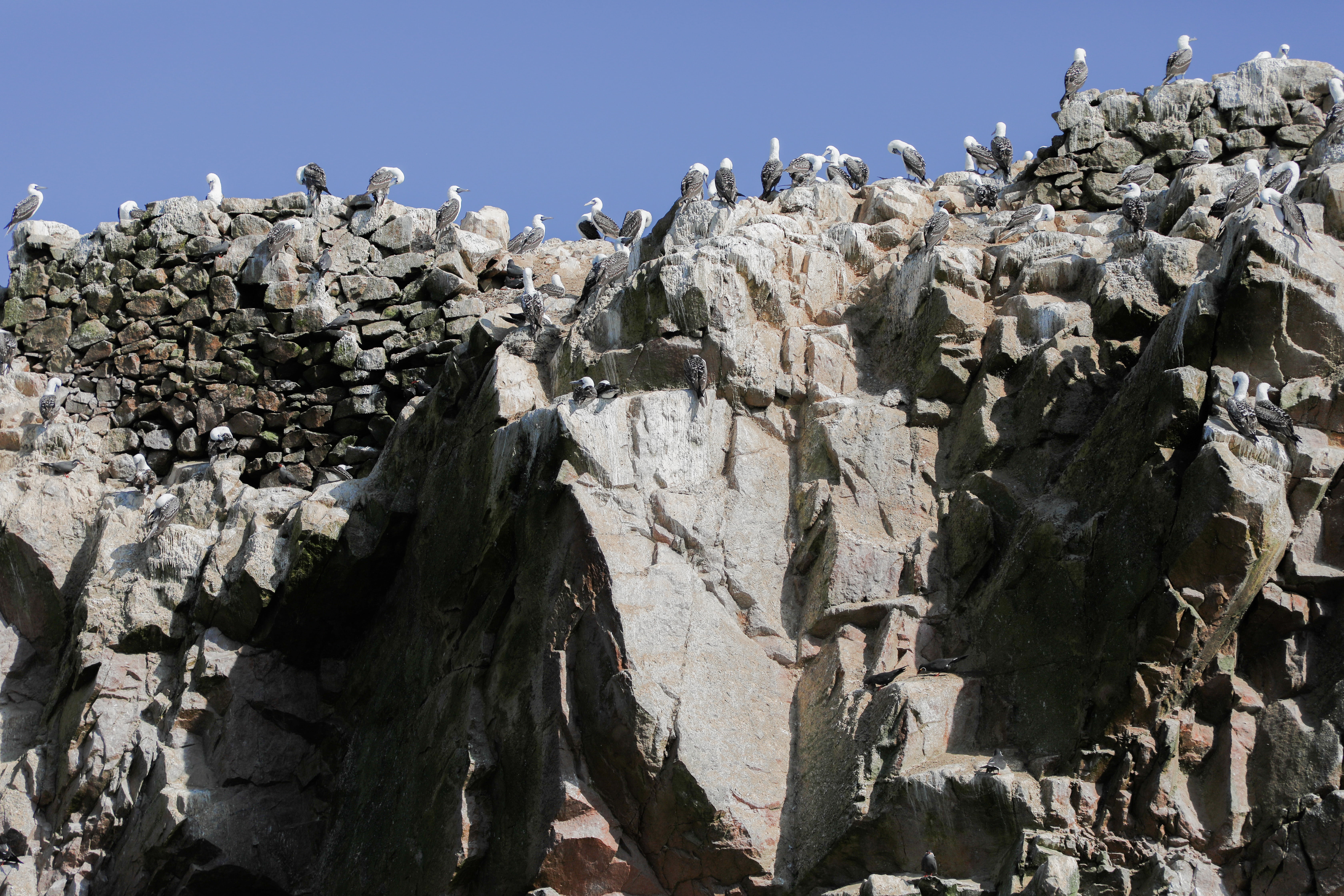 non-urban scene, landscape, mountain, national parks, 5K, solid, eagle, waterfowl, sunlight, eroded, birds of prey, zoo, nature reserve, rock formation, HD Wallpaper