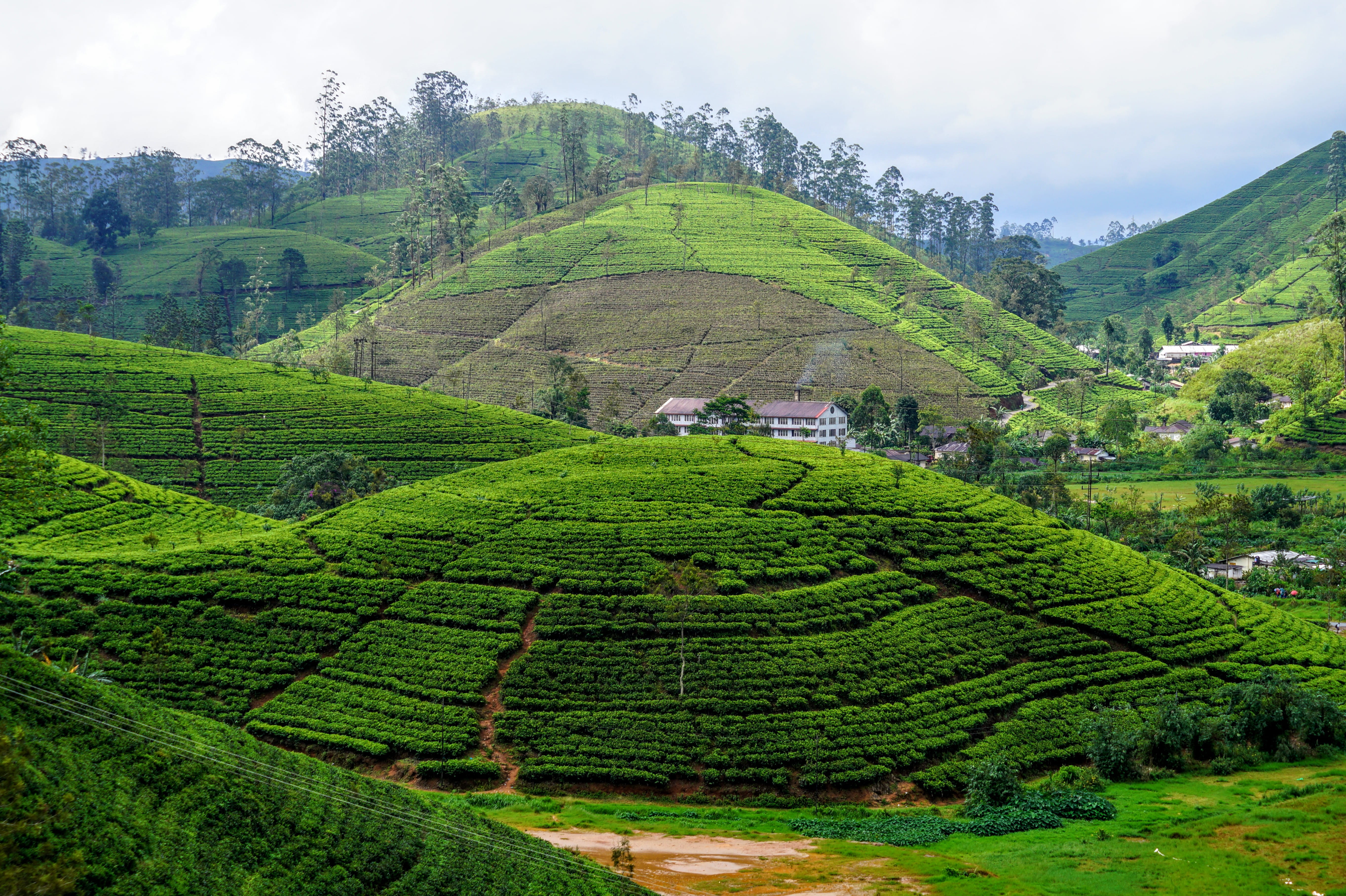 field, no people, panorama, land, tea crop, tea plantation, mountain, scenics - nature, 5K, hills, environment, sri lanka, beauty in nature, tranquil scene, HD Wallpaper