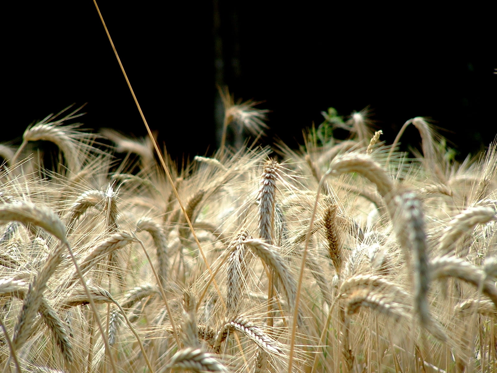 720P, Photographer, Perfect, Corrèze, bataille, blé, nature, wheat, plant, F.A.B., champ, growth, agricole, selective focus, backgrounds, focus, agriculture, HD Wallpaper