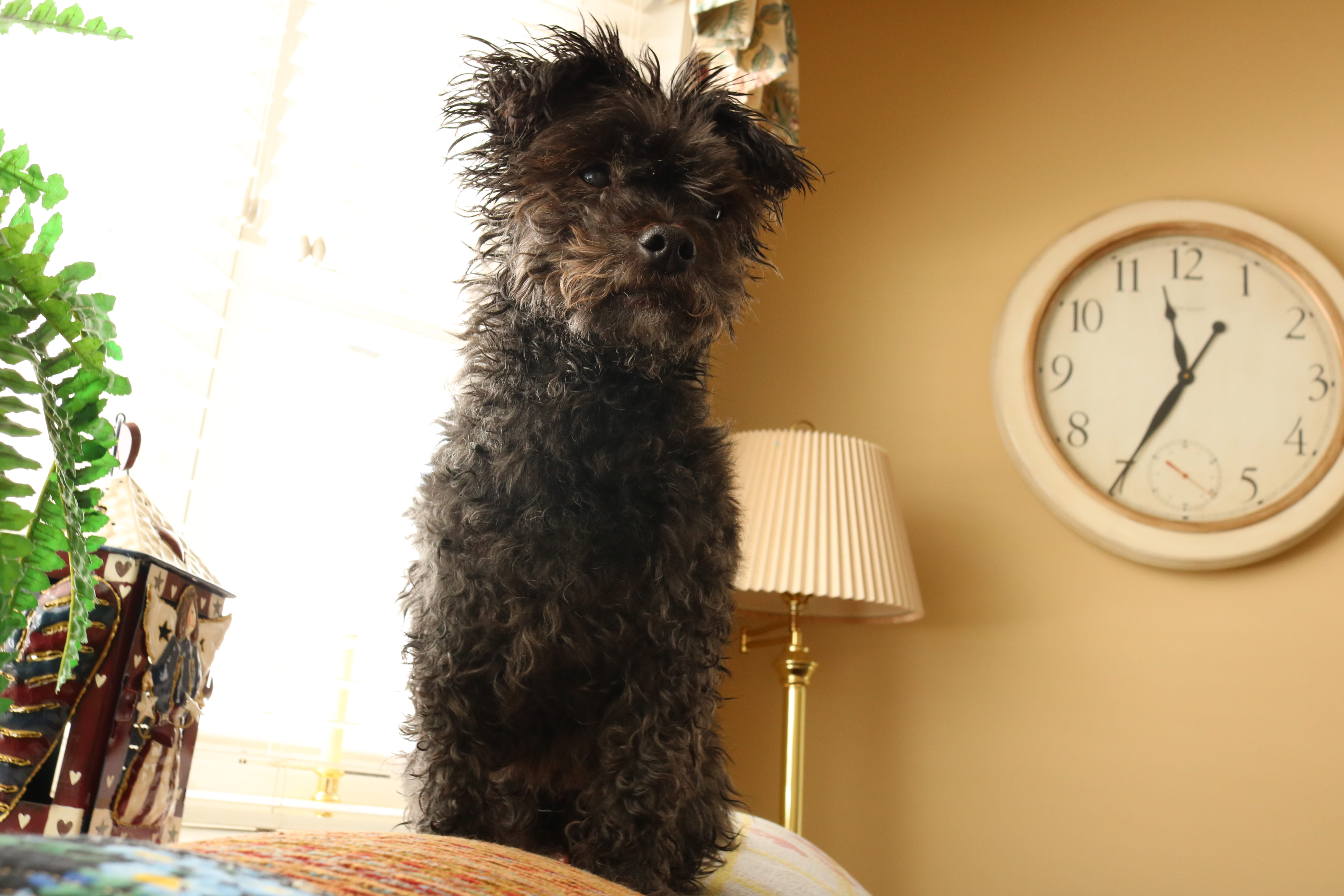 5K, terrier, no people, poodle, pets, vertebrate, portrait, pet, lighting equipment, home interior, clock, animal, pillow, building, one animal, wall - building feature, HD Wallpaper