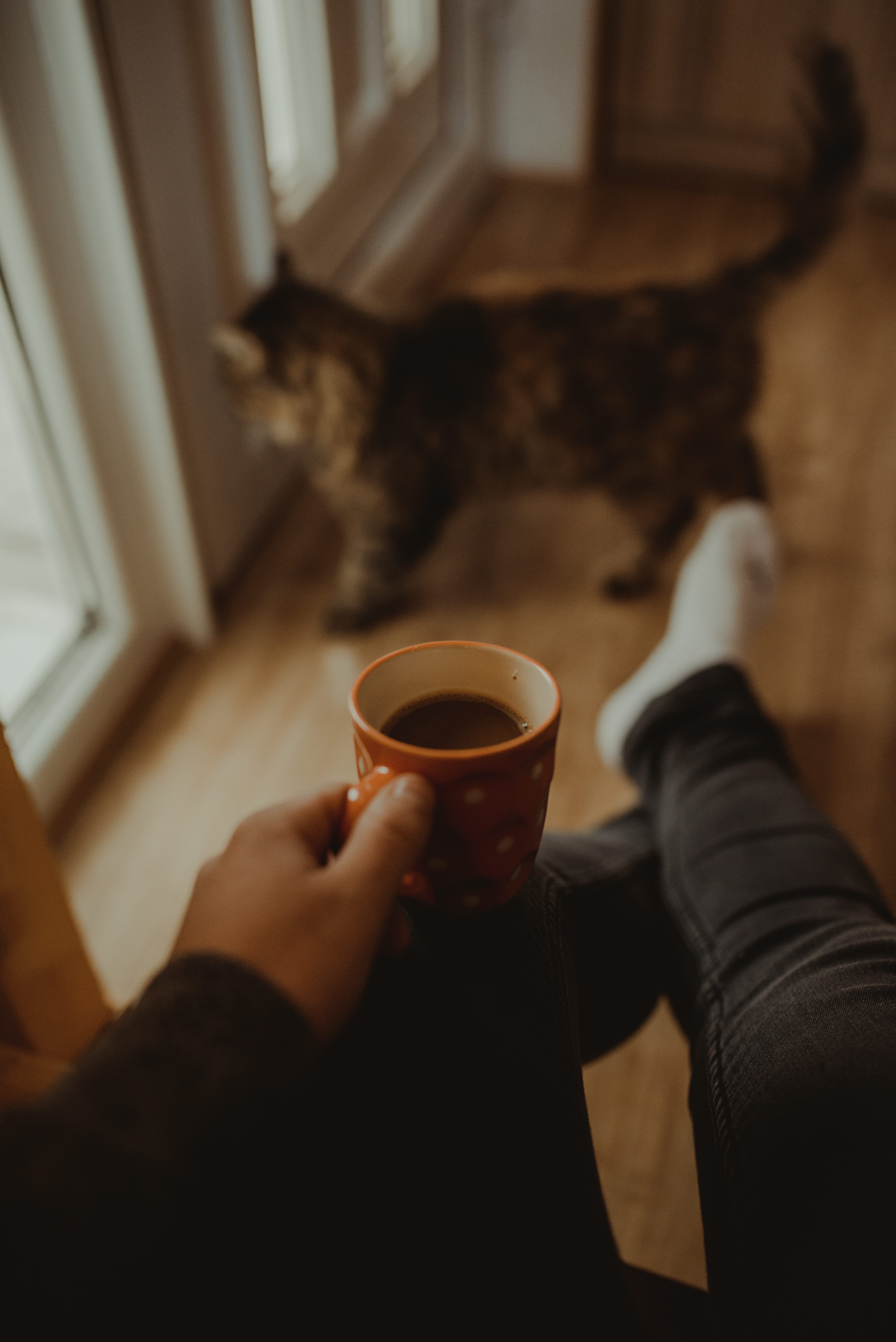 cup, hardwood, human hand, wood, drink, man, pet, cat, alcohol, hand, lifestyles, finger, mug, espresso, refreshment, 5K, real people, holding, animal, Phone HD Wallpaper