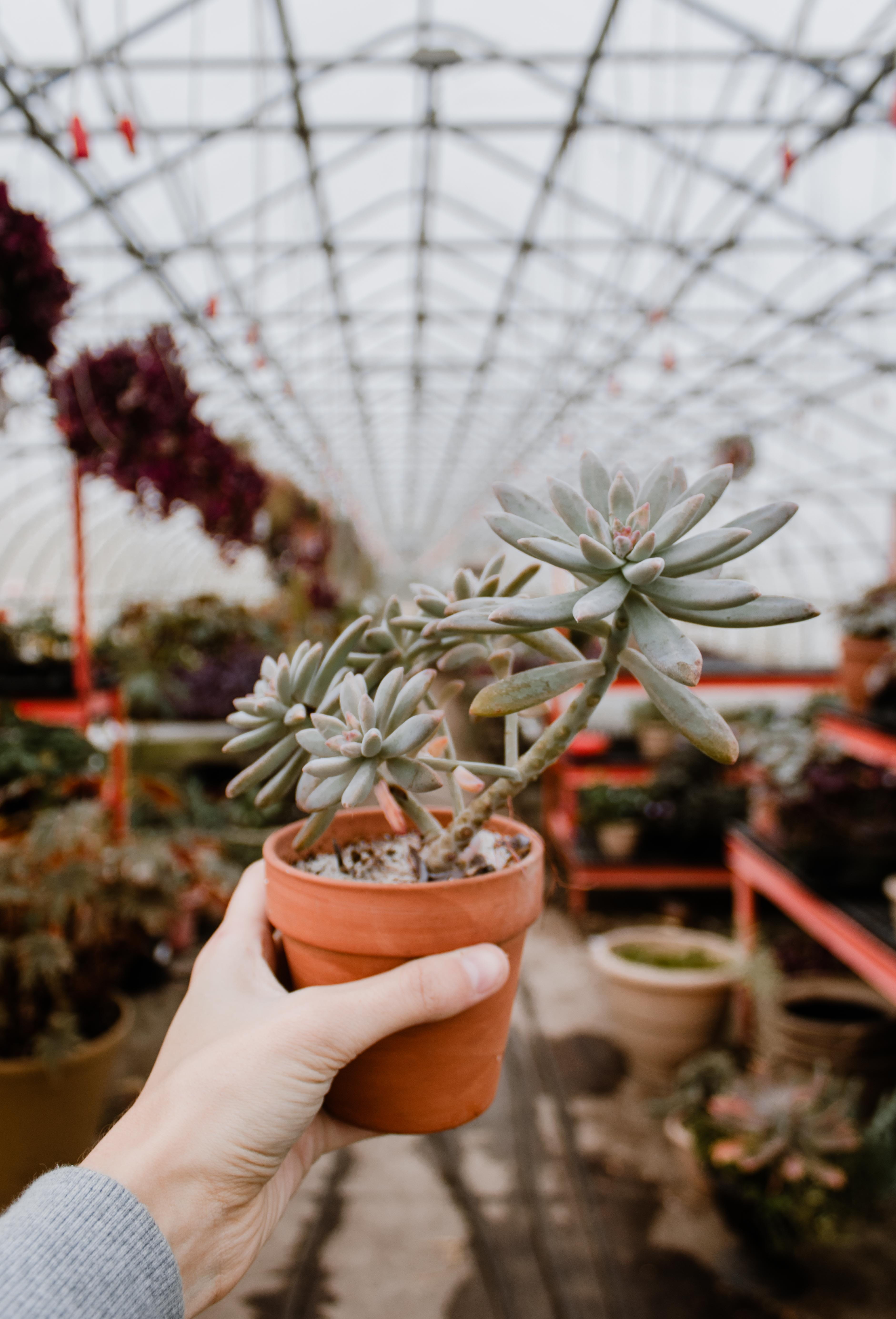 nature, cup, hand, theme park, flower, human finger, holding, tree, close-up, apparel, handrail, body part, focus on foreground, finger, green, coffee cup, Phone HD Wallpaper