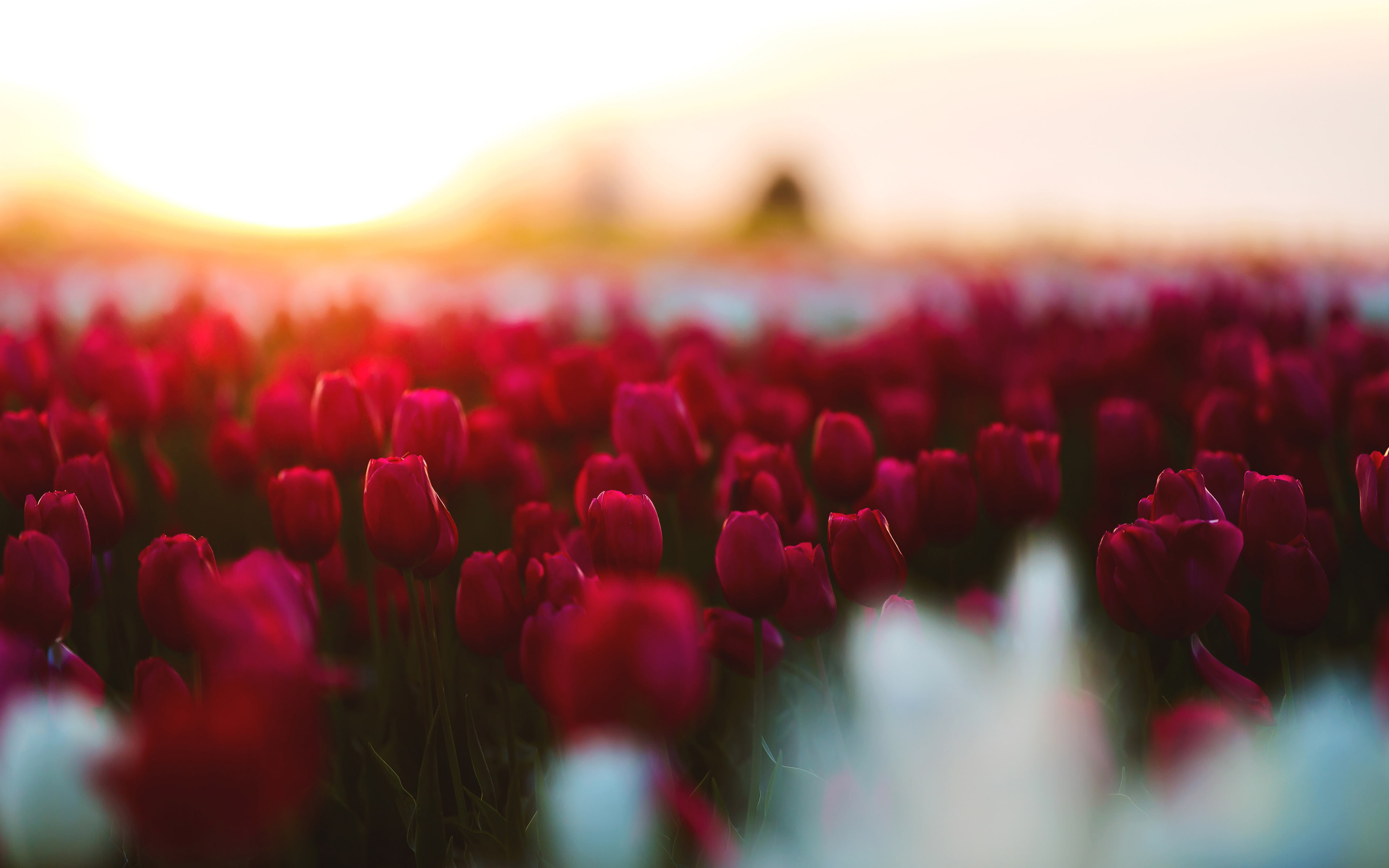 Tulips, k, Garden, 4K, HD Wallpaper