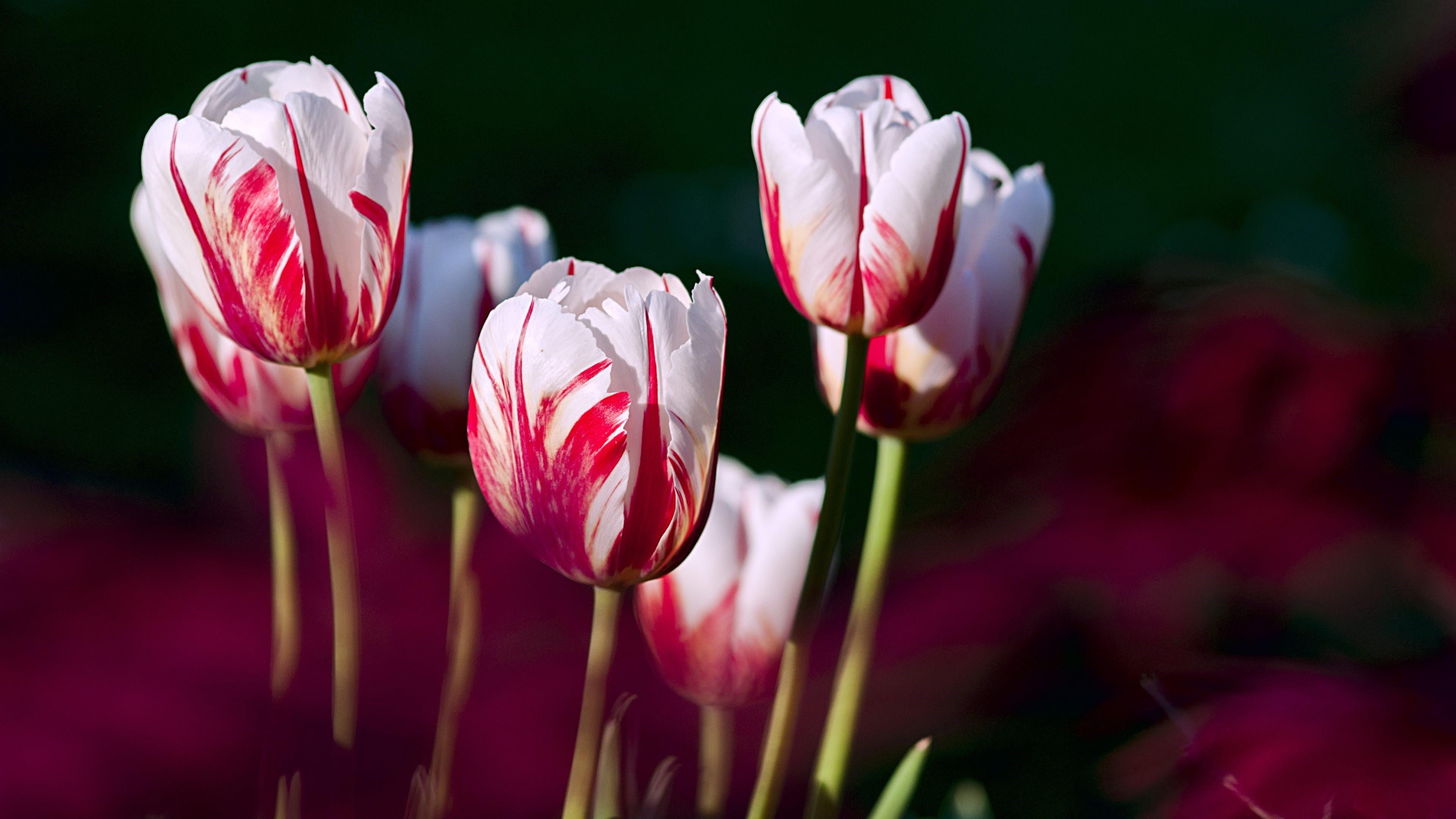 spring, 4K, garden, tulips, tulip, HD Wallpaper
