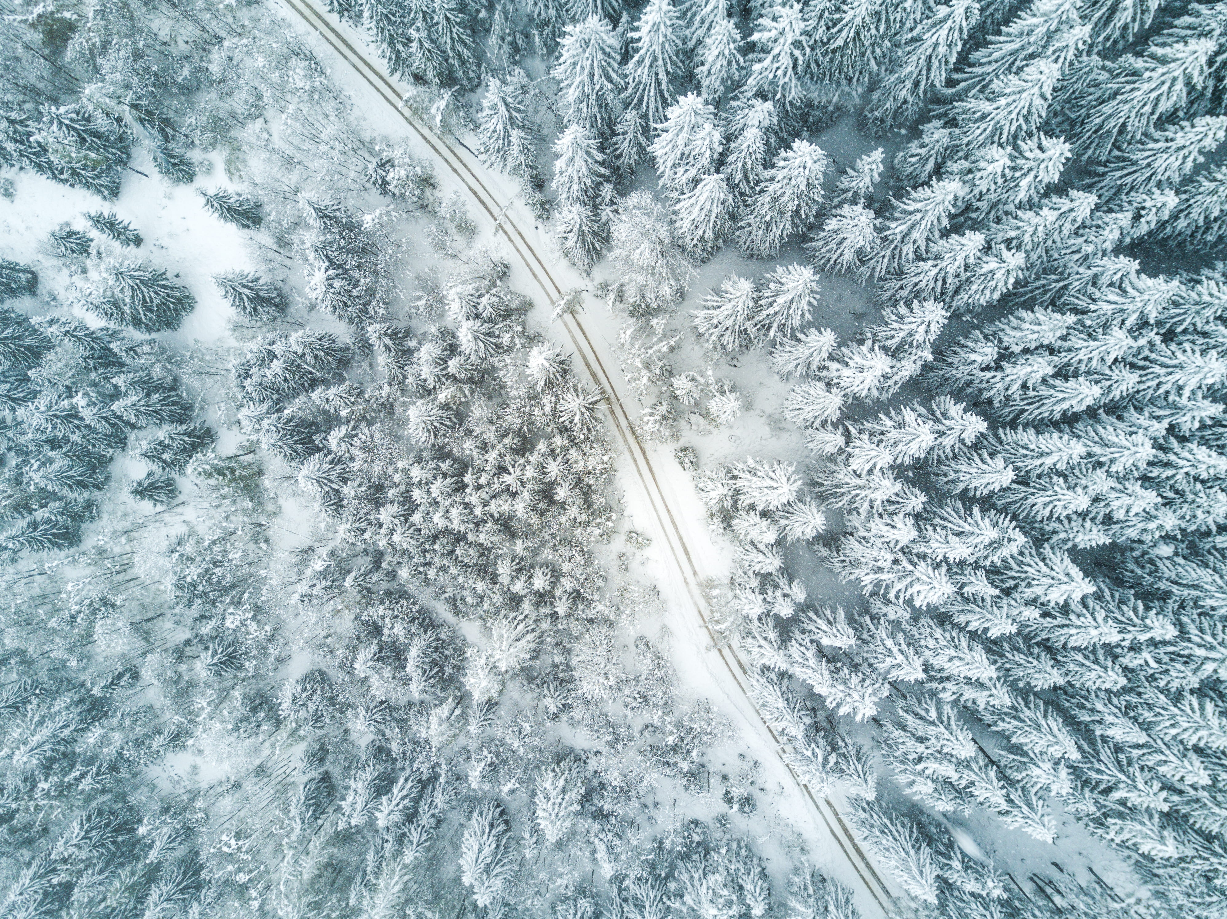 beauty in nature, white color, snow, roadway, high angle view, view, snowing, empty, no people, environment, cold, looking down, tree, winter forest, trees, HD Wallpaper