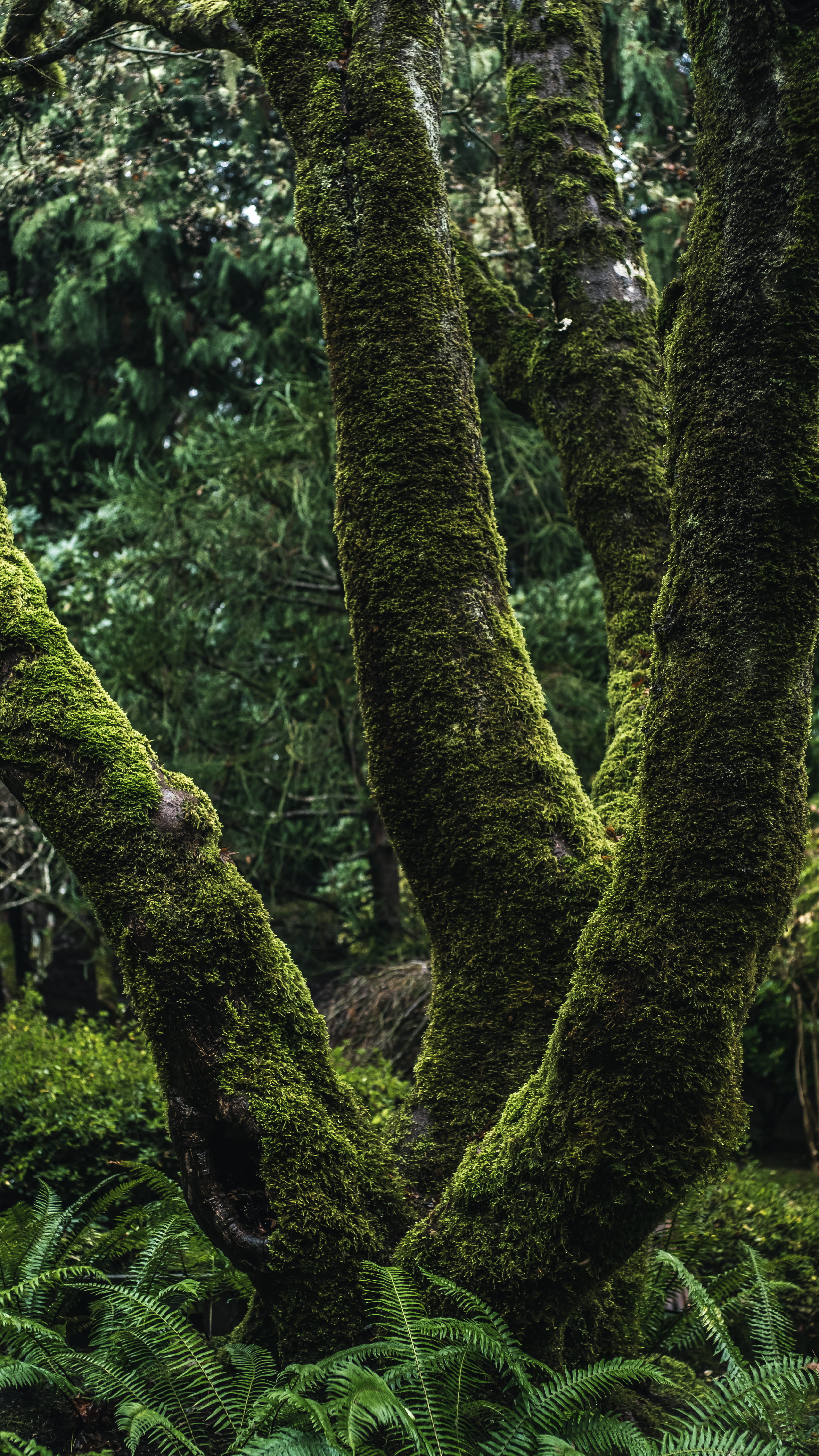 butchart gardens, moss, garden, green color, forest, foliage, trees, plant, growth, rainforest, low angle view, tranquility, no people, lush foliage, trunk, Phone HD Wallpaper