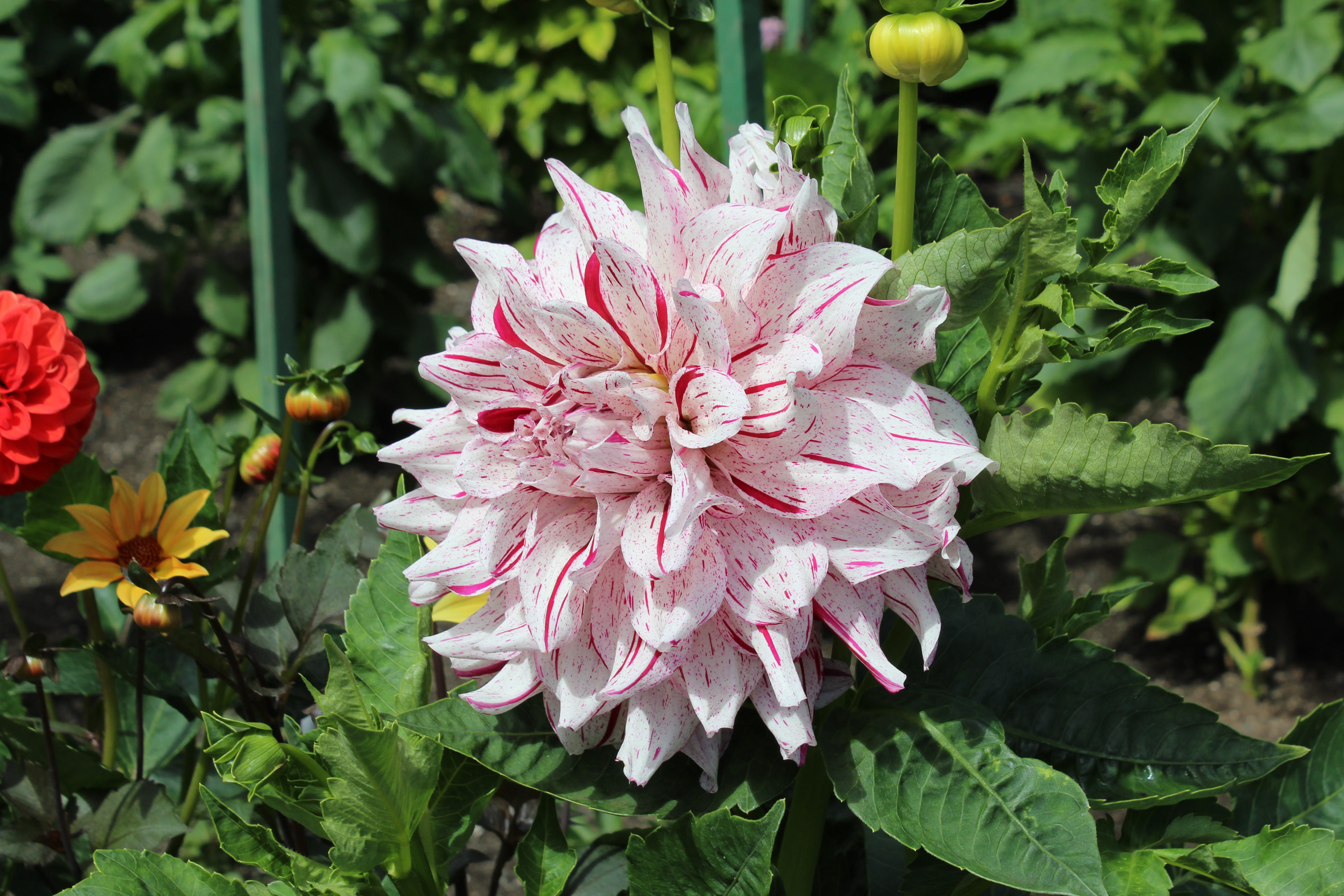 inflorescence, vulnerability, flower head, beauty in nature, plant, petal, nature, brentwood bay, growth, outdoors, the butchart gardens, fragility, freshness, HD Wallpaper