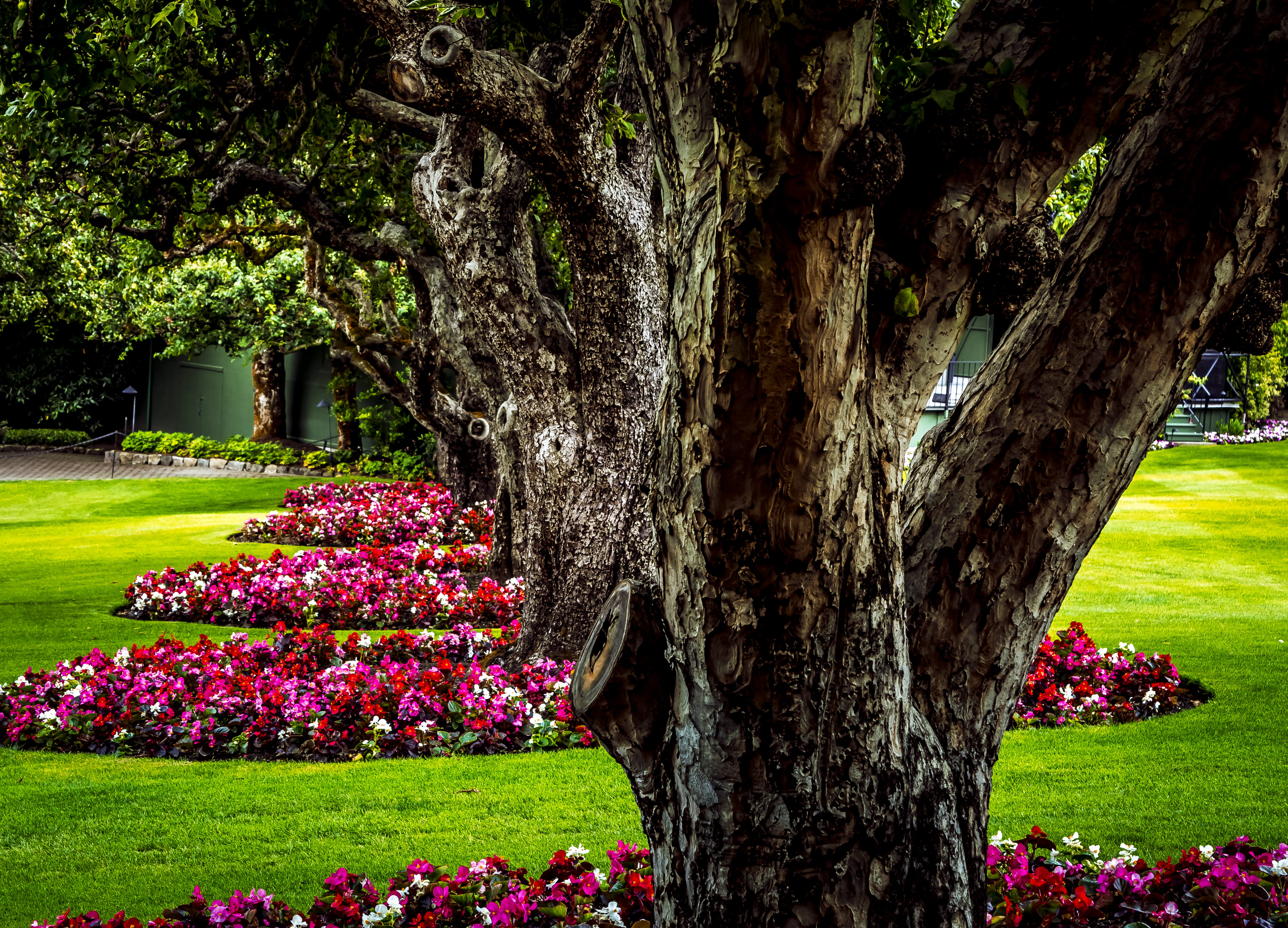 no people, beauty in nature, green color, trunk, flowering plant, park - man made space, springtime, treetrunk, park, 4K, field, garden, day, grass, tranquility, HD Wallpaper