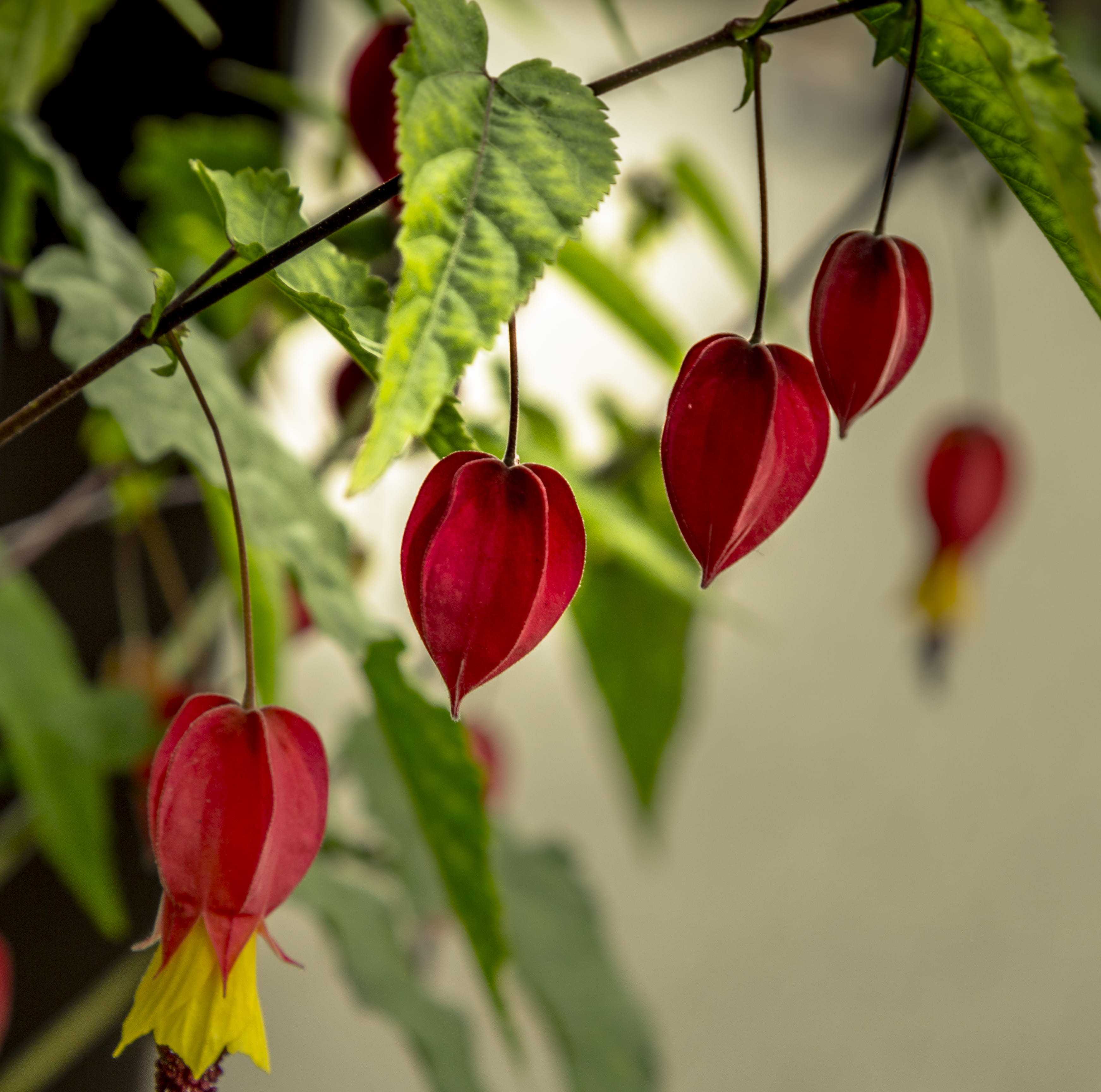 2K, food and drink, gandens, freshness, food, cherry, red, flowers, cherry tree, focus on foreground, growth, bleeding heart flowers, leaf, trees, day, HD Wallpaper