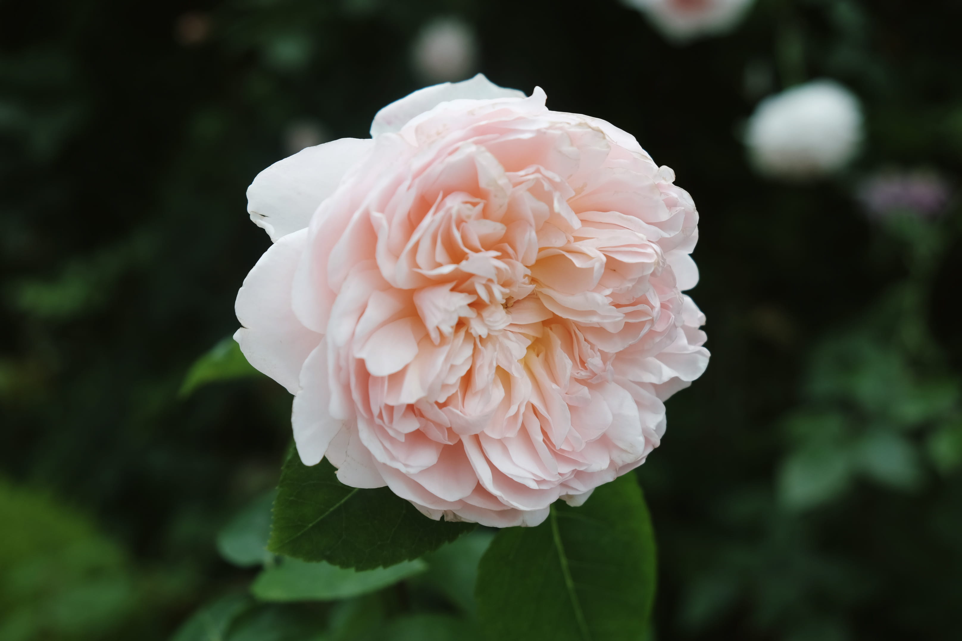 2K, close-up, rose in the garden, focus on foreground, outdoors, blooming, vulnerability, beauty in nature, flowering plant, fragility, plant, flower head, HD Wallpaper