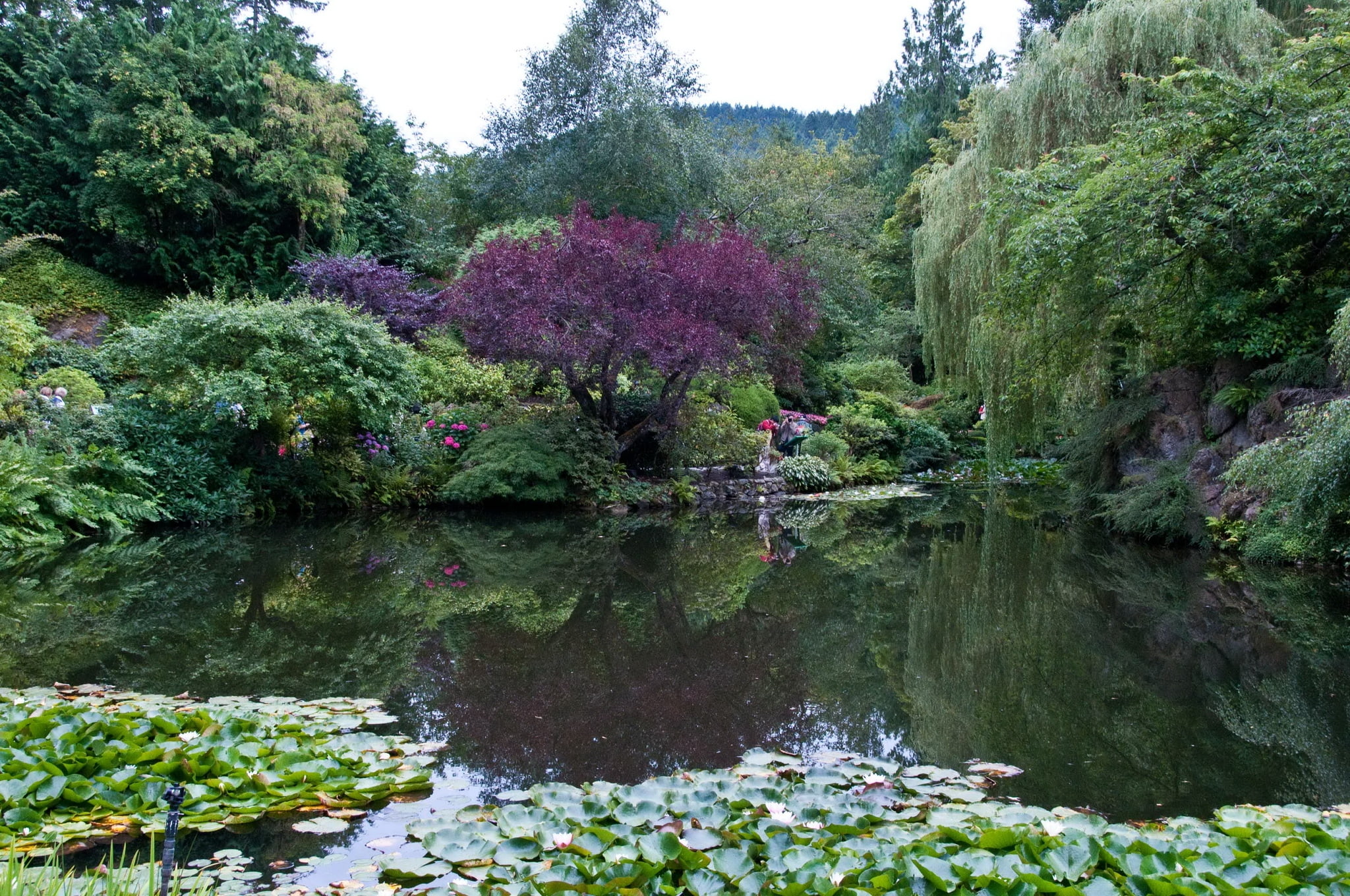freshness, tranquil Scene, river, park, springtime, pond, pink Color, park - Man Made Space, tree, japan, green Color, woodland, scenics, landscape, beauty In Nature, HD Wallpaper