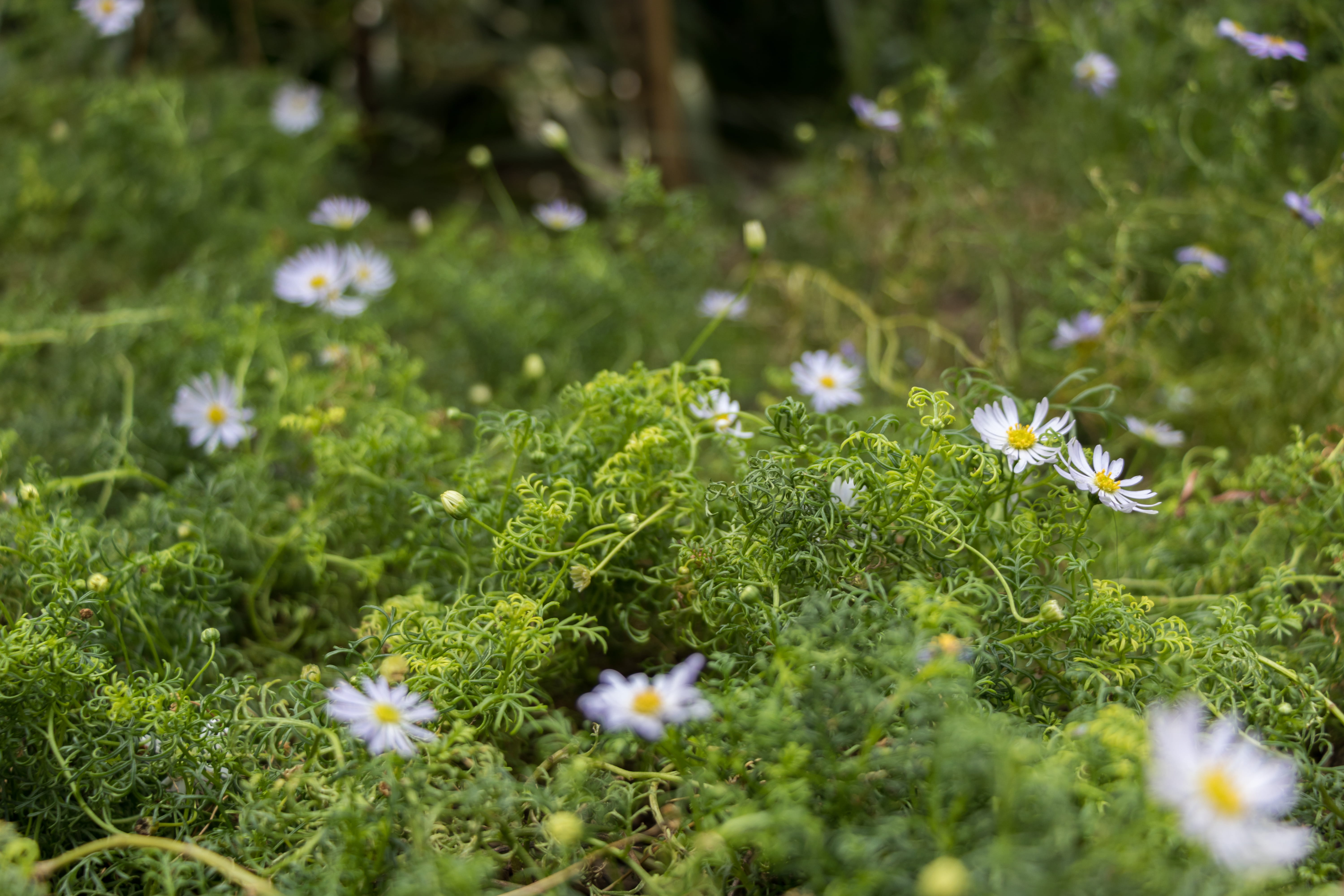 flowers, flowering plant, no people, flower head, fragility, growth, field, 5K, outdoors, singapore, close-up, flower, plant, petal, vulnerability, selective focus, HD Wallpaper