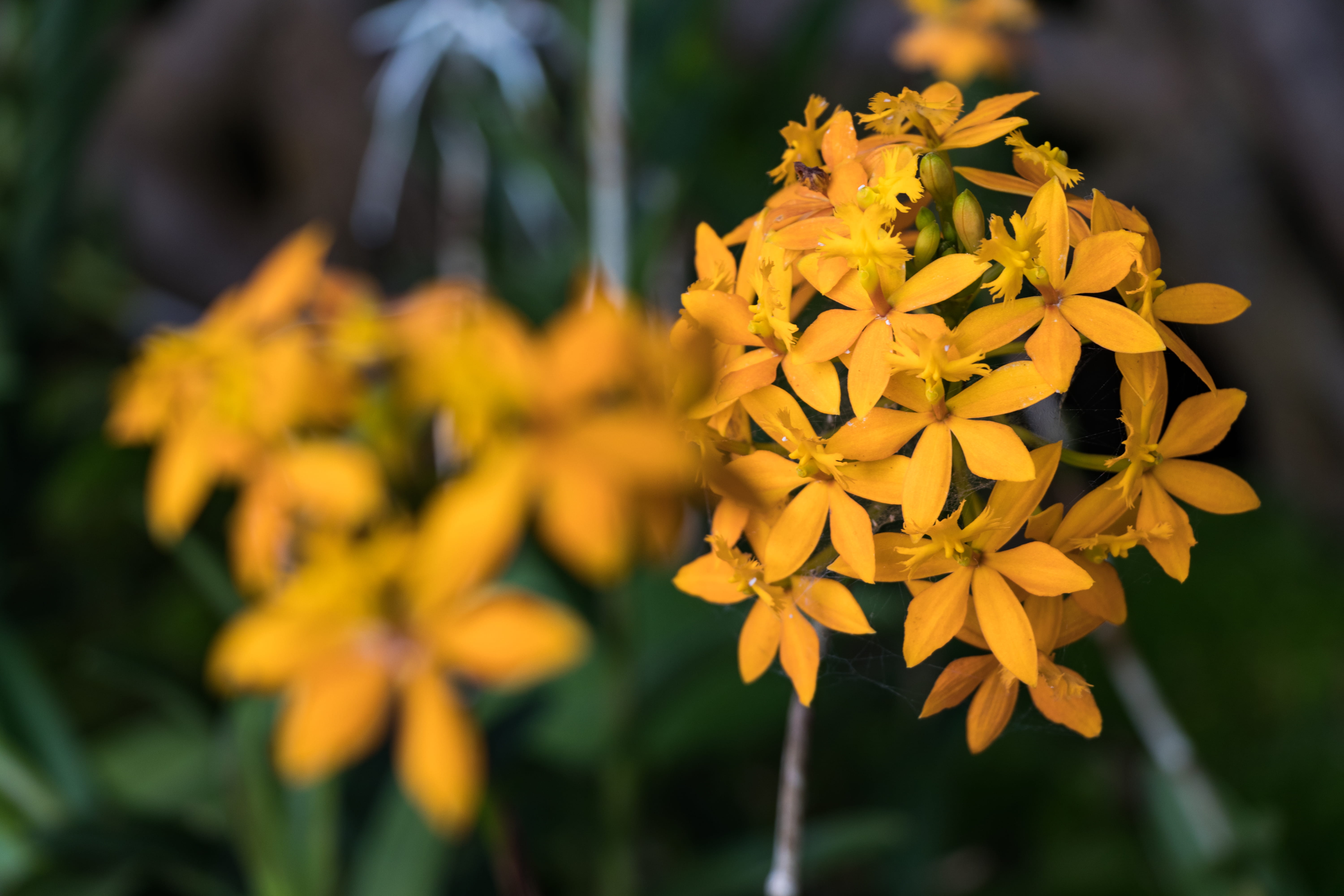 flowers, selective focus, vulnerability, day, no people, flower, park - man made space, flower head, plant, gardens by the bay, outdoors, petal, yellow, HD Wallpaper