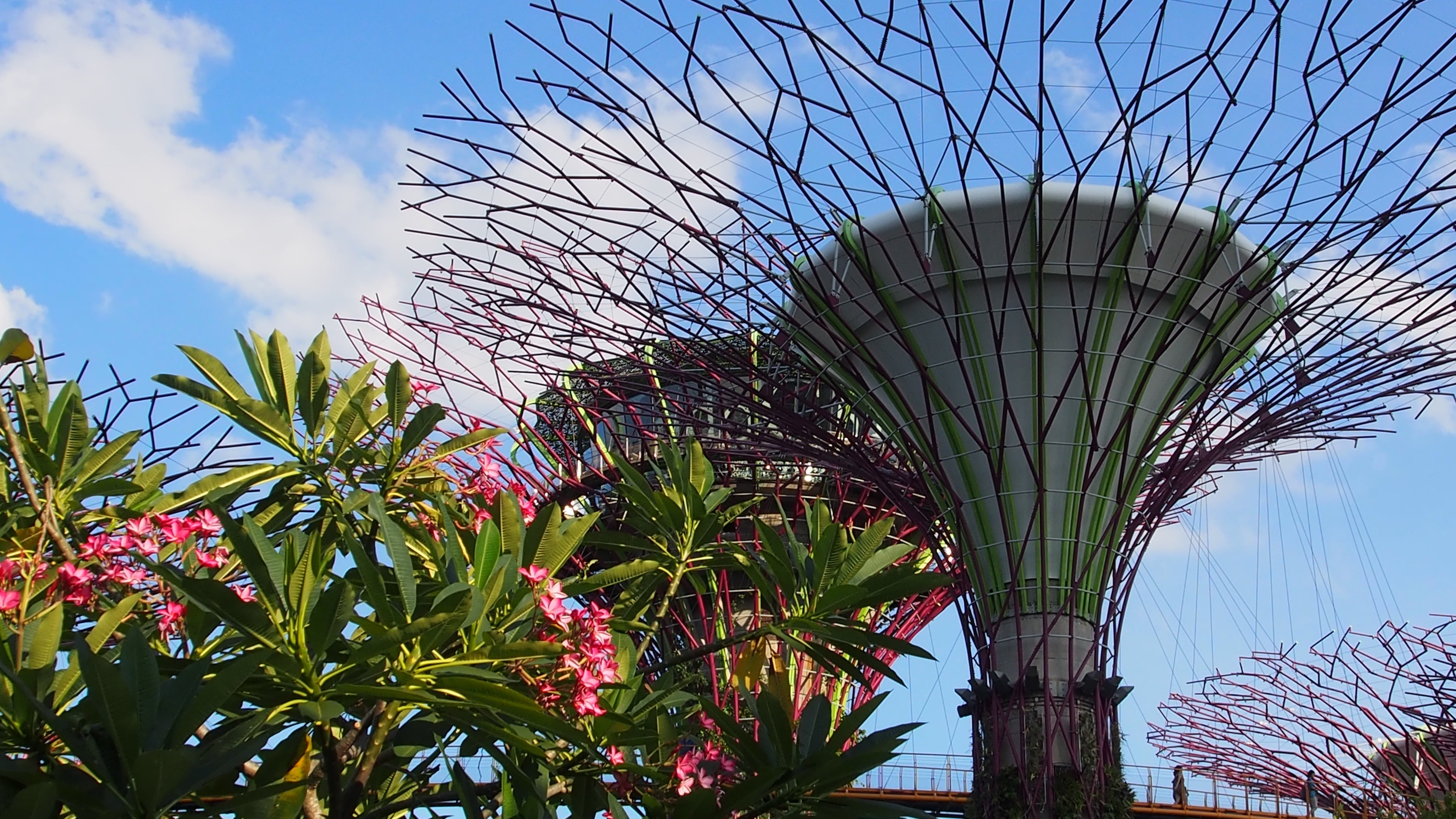 marina bay, singapore, palm leaf, tourism, nature, built structure, low angle view, growth, no people, tropical climate, outdoors, architecture, 4K, cloud - sky, HD Wallpaper