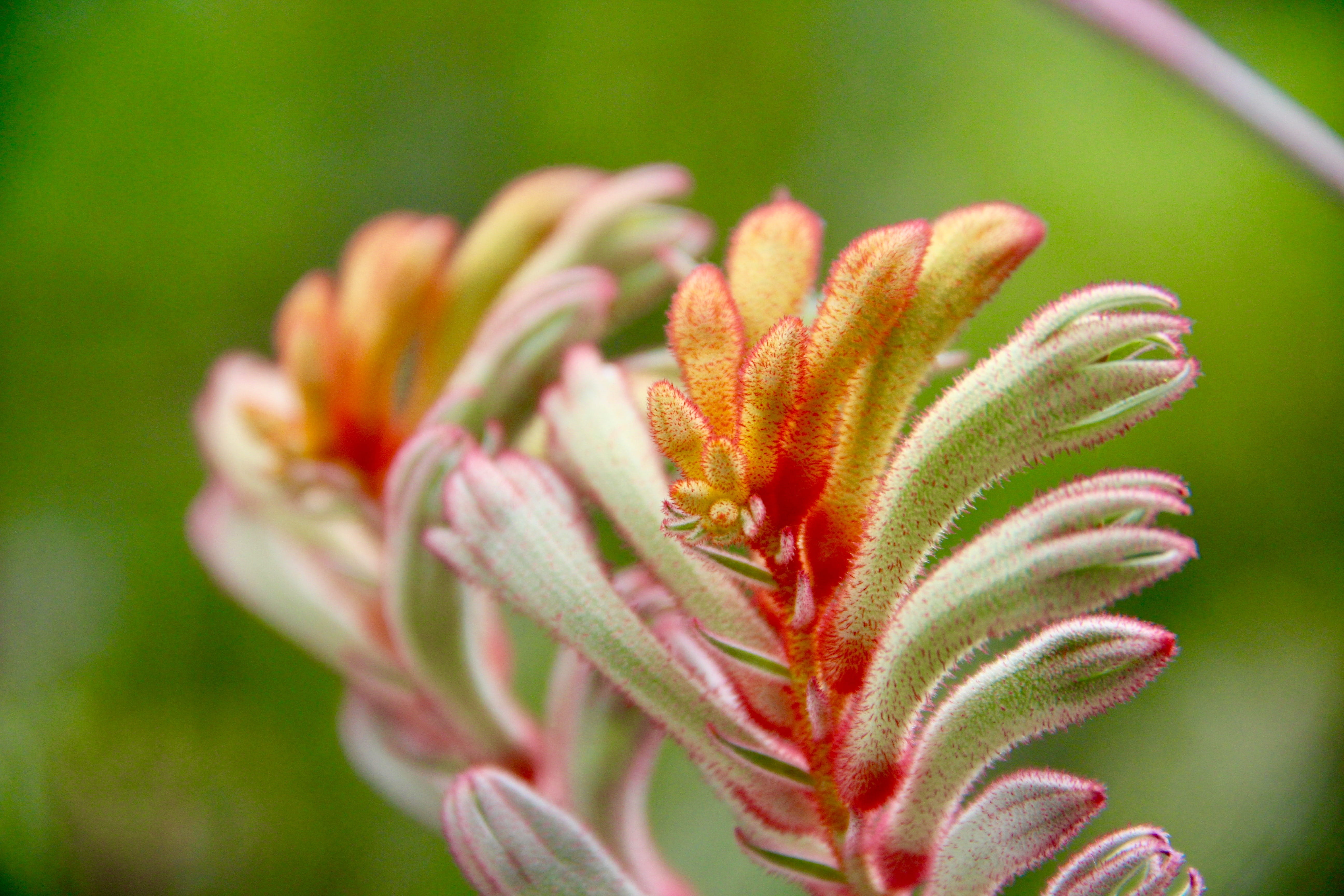 growth, plant, wildlife, flowering plant, macro, botany, inflorescence, garden, vulnerability, petal, flower, 5K, freshness, green color, focus on foreground, HD Wallpaper