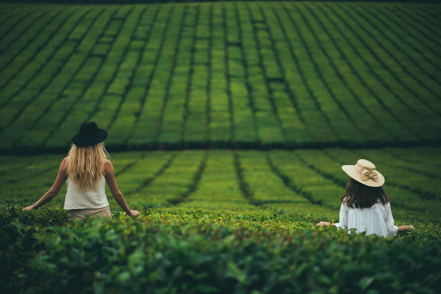 blonde, three quarter length, two people, leisure activity, women, nature, real people, field, lifestyles, model, 720P, rear view, tea plant, women outdoors, HD Wallpaper
