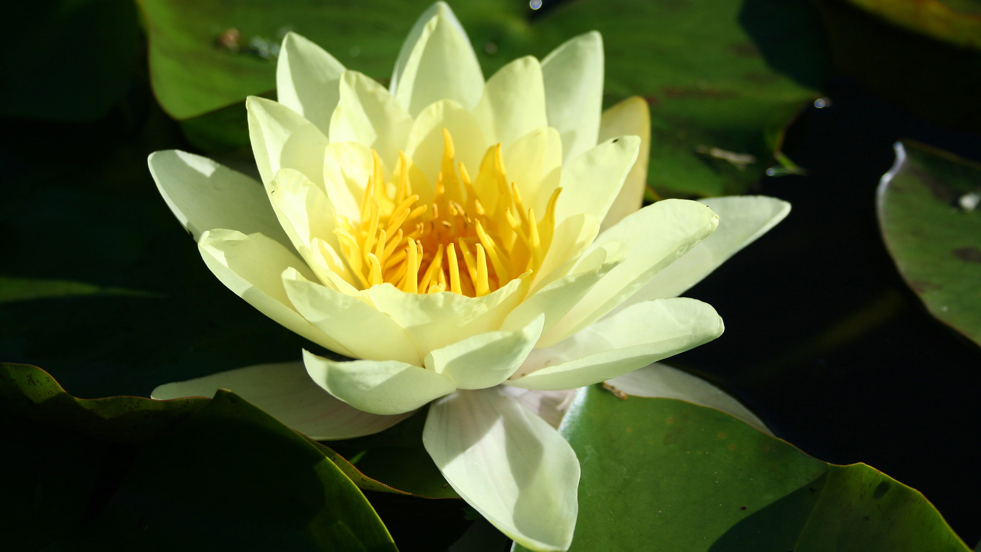 2K, pollen, flowering plant, close-up, outdoors, water, images of flowers, leaf, plant part, plant, flower images, water lily, flowers photos, yellow, HD Wallpaper