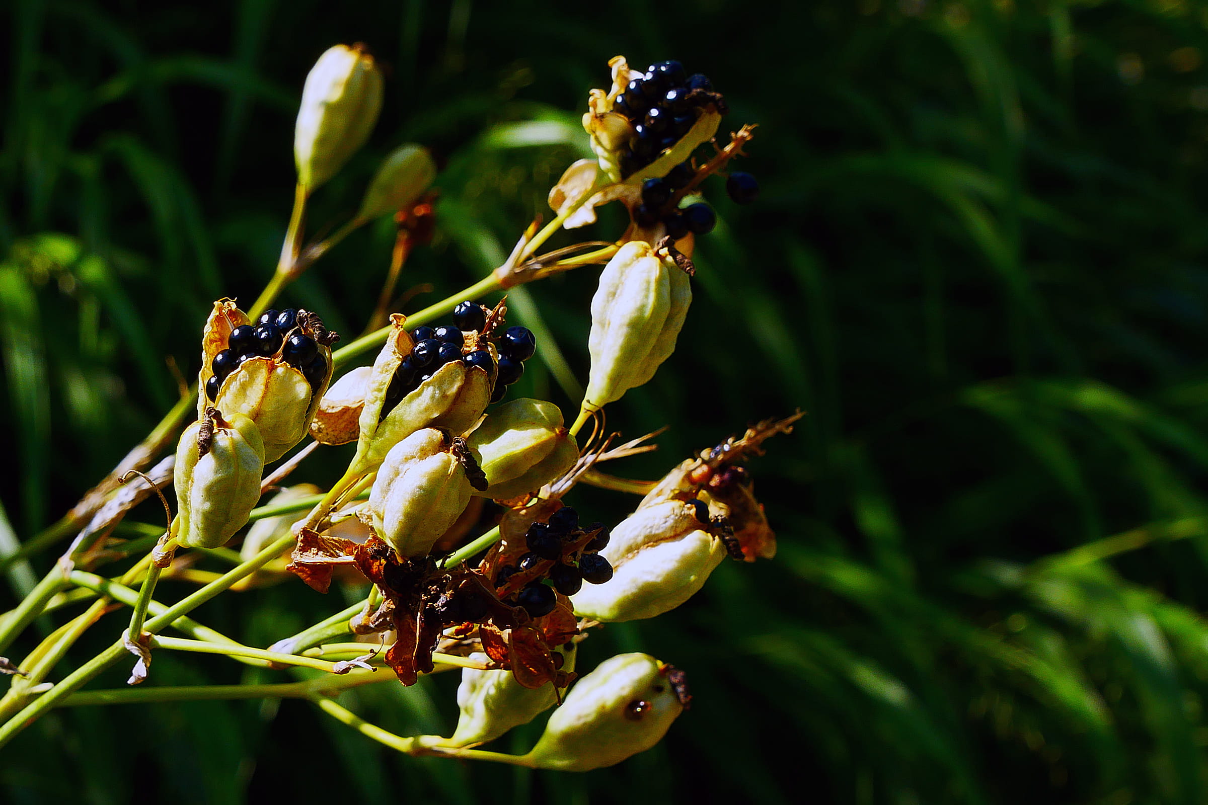 day, leopard lily, group of animals, spent, growth, invertebrate, animal themes, outdoors, known, flower image, nature, fall blooming, no people, seed, HD Wallpaper