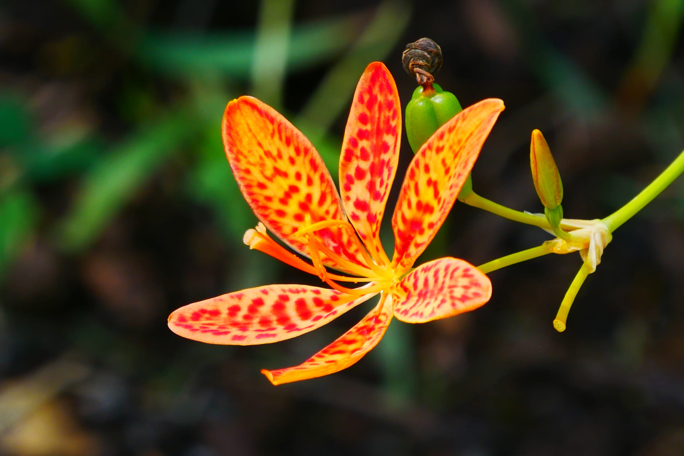 background, ornamental, plant, petal, iris, leafy, iris domestica, leopard lily, flowering plant, springtime, beautiful flowers, flower images, fragility, HD Wallpaper