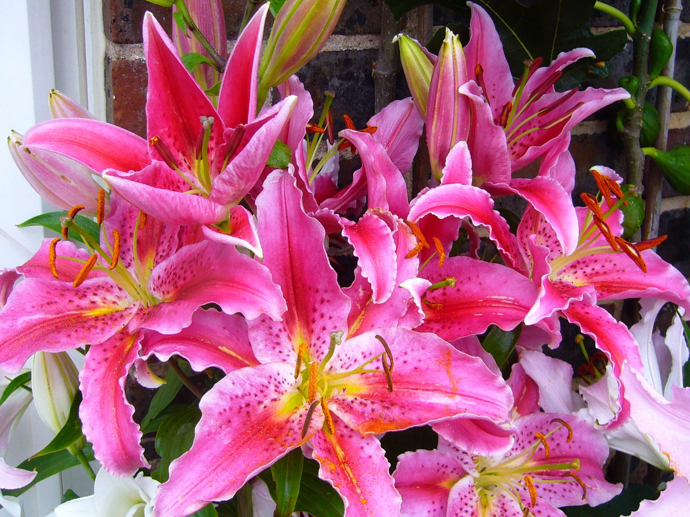 vulnerability, aromatherapy, fresh, fragility, Flower, pollination, garden, plant, beauty in nature, perfume, bouquet, daytime, floral, stargazer lily oriental, HD Wallpaper