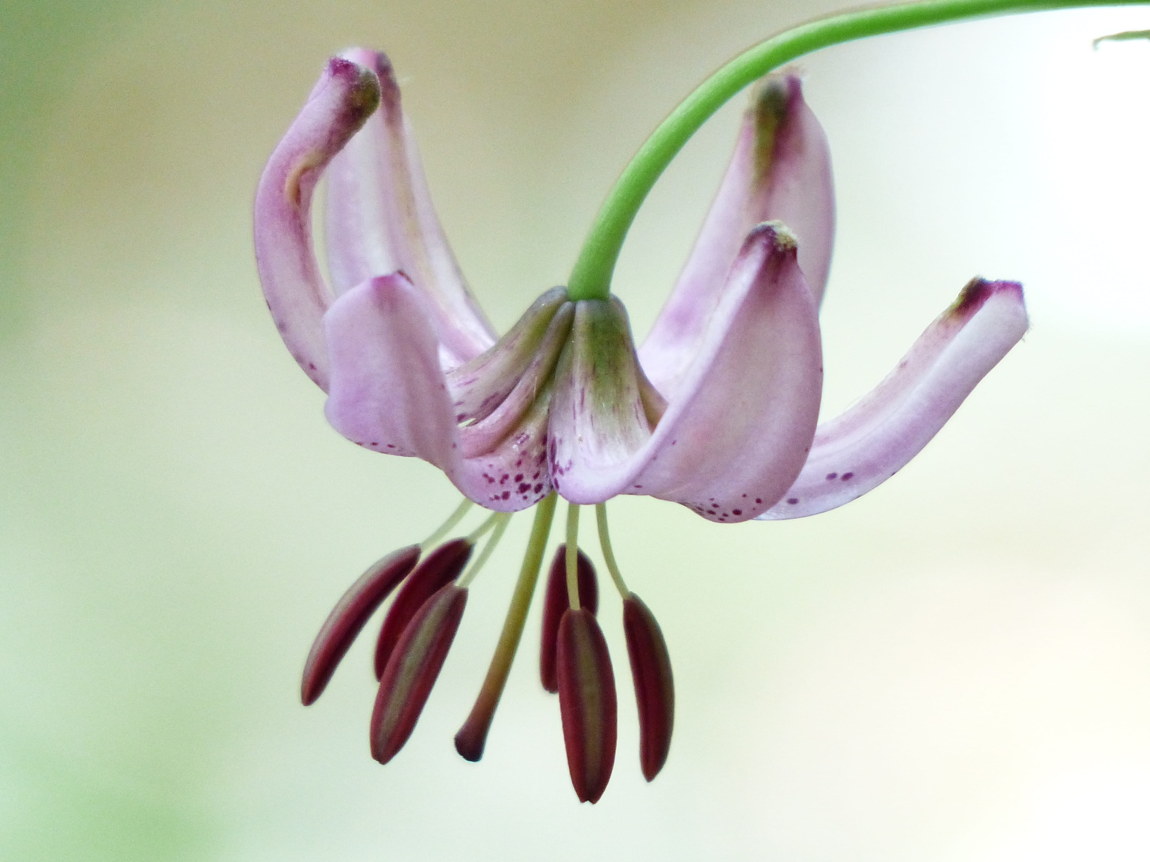 petal, vulnerability, 4K, wild flower, filigree, beautiful, pink, lilium, close-up, photography, pollen, growth, flower head, plant, orchid, turks cap lily, HD Wallpaper