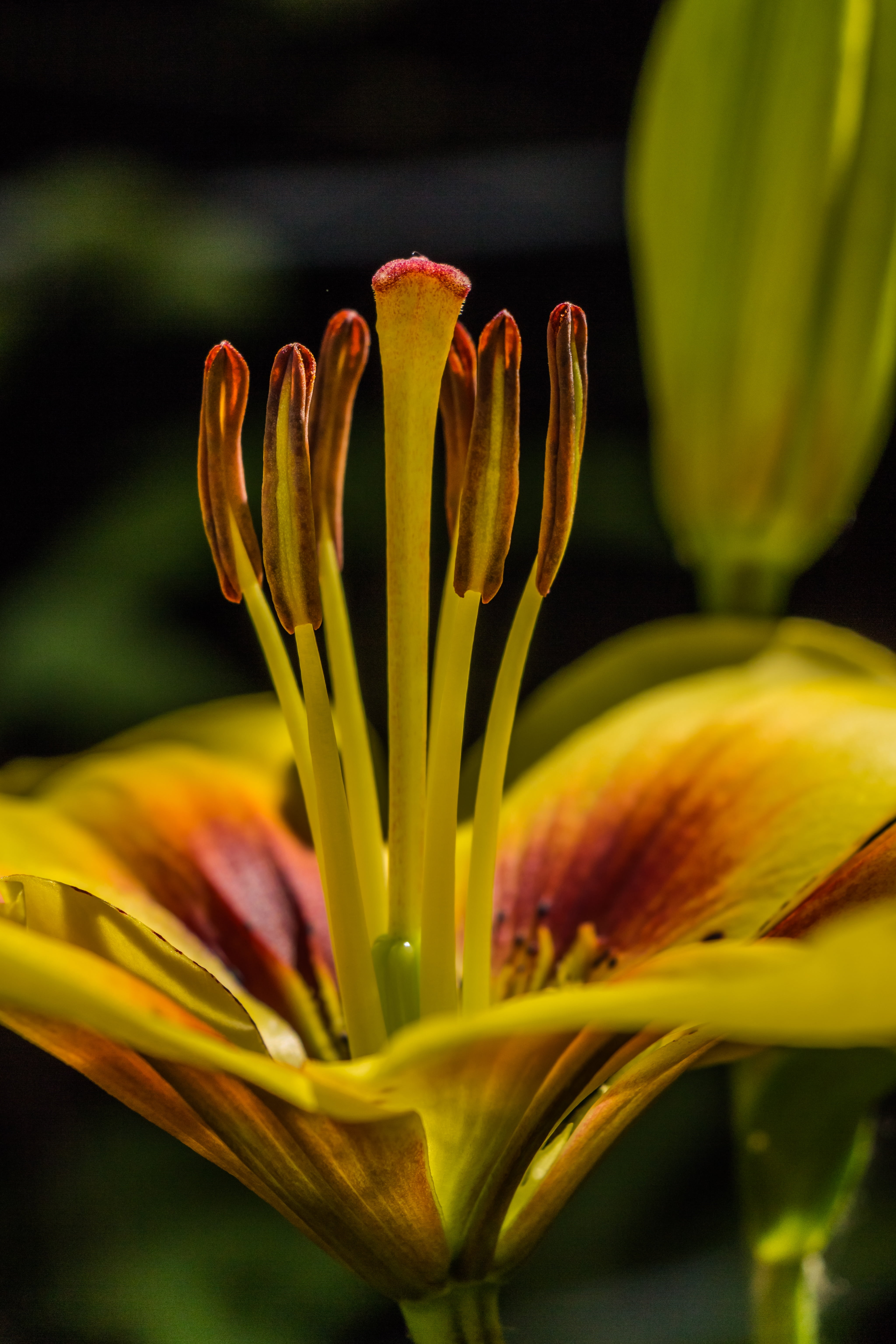 focus on foreground, lilium asiatic, petal, inflorescence, growth, liliaceae, no people, asian lily, beauty in nature, flower Head, yellow, pistil, summer, Phone HD Wallpaper