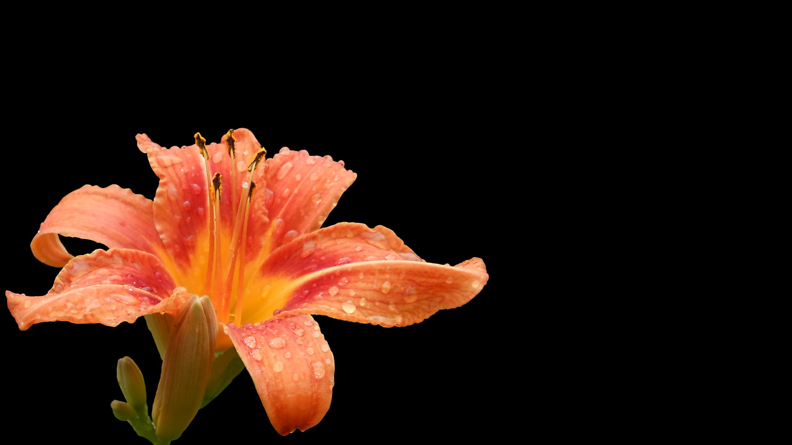 outdoors, garden, background, pollen, beauty in nature, day lily flower, orange Lily, hemerocallis, inflorescence, summer, petal, bloom, vulnerability, HD Wallpaper