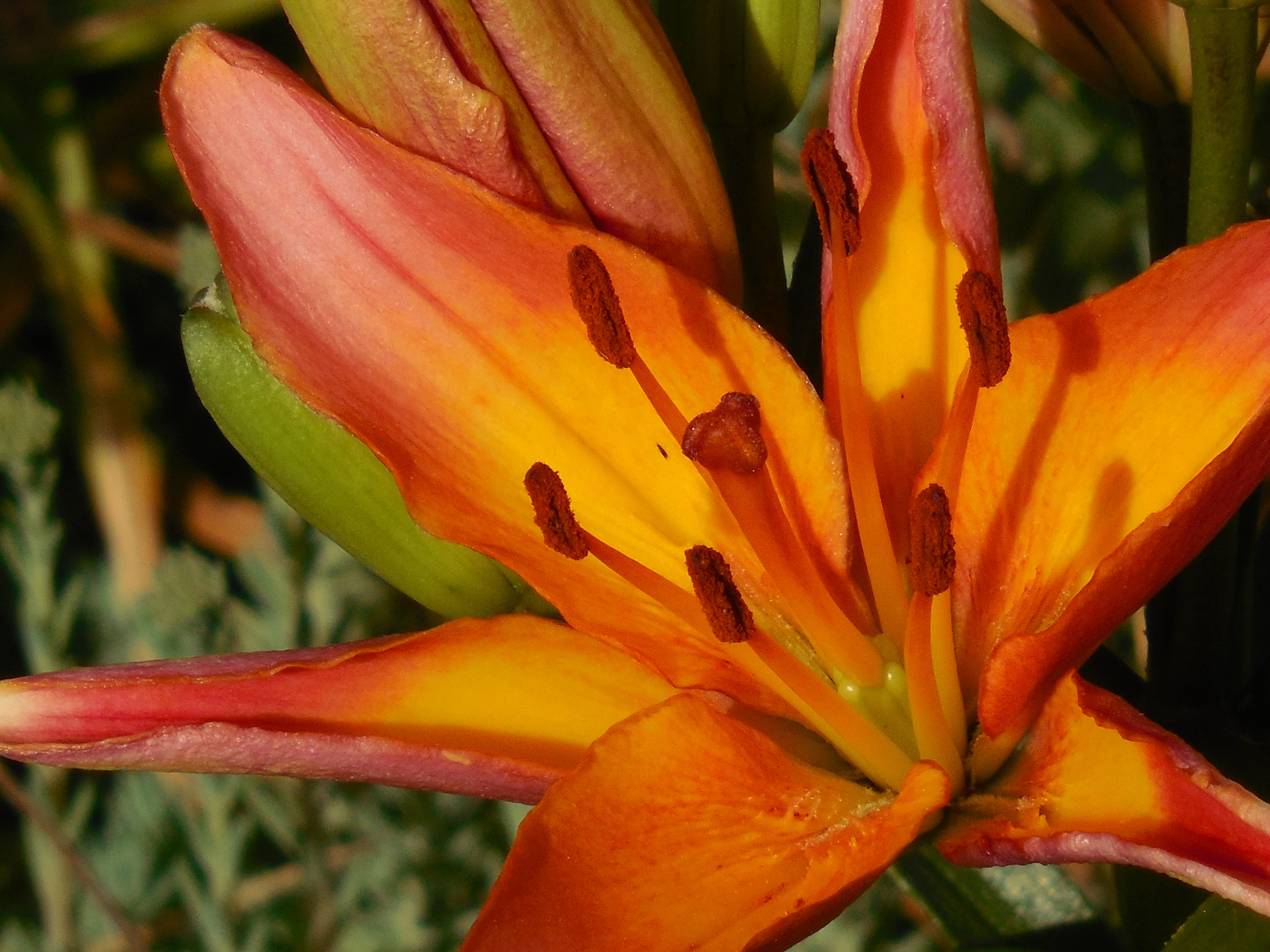 freshness, vulnerability, petal, perennial, inflorescence, orange, Asiatic Lily, beauty in nature, close-up, natural, blossom, floral, focus on foreground, HD Wallpaper