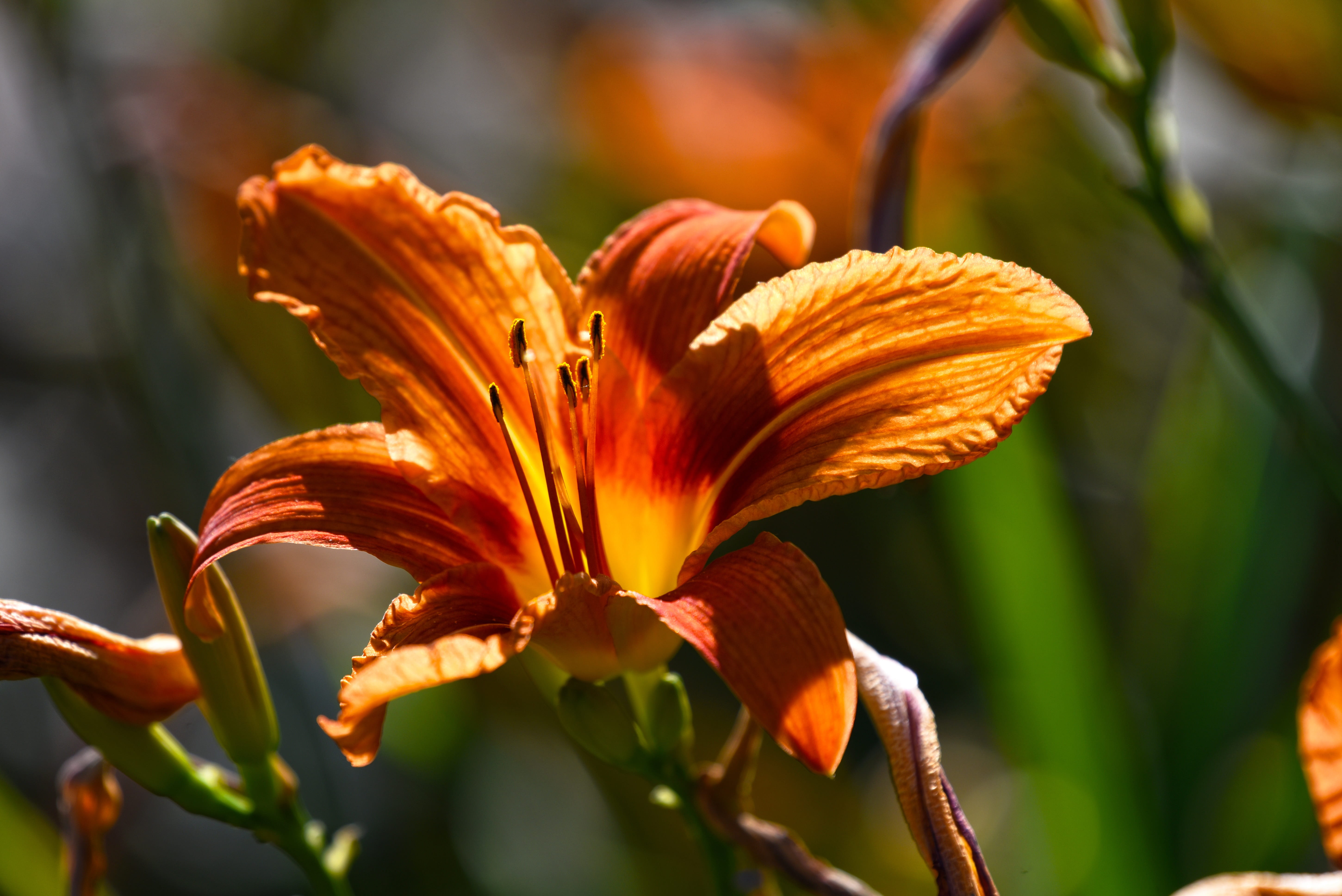 stamen, beauty in nature, perennial, 5K, flower head, vulnerability, fragility, lilium, flowering plant, pollen, day lily, bloom, orange color, style, HD Wallpaper