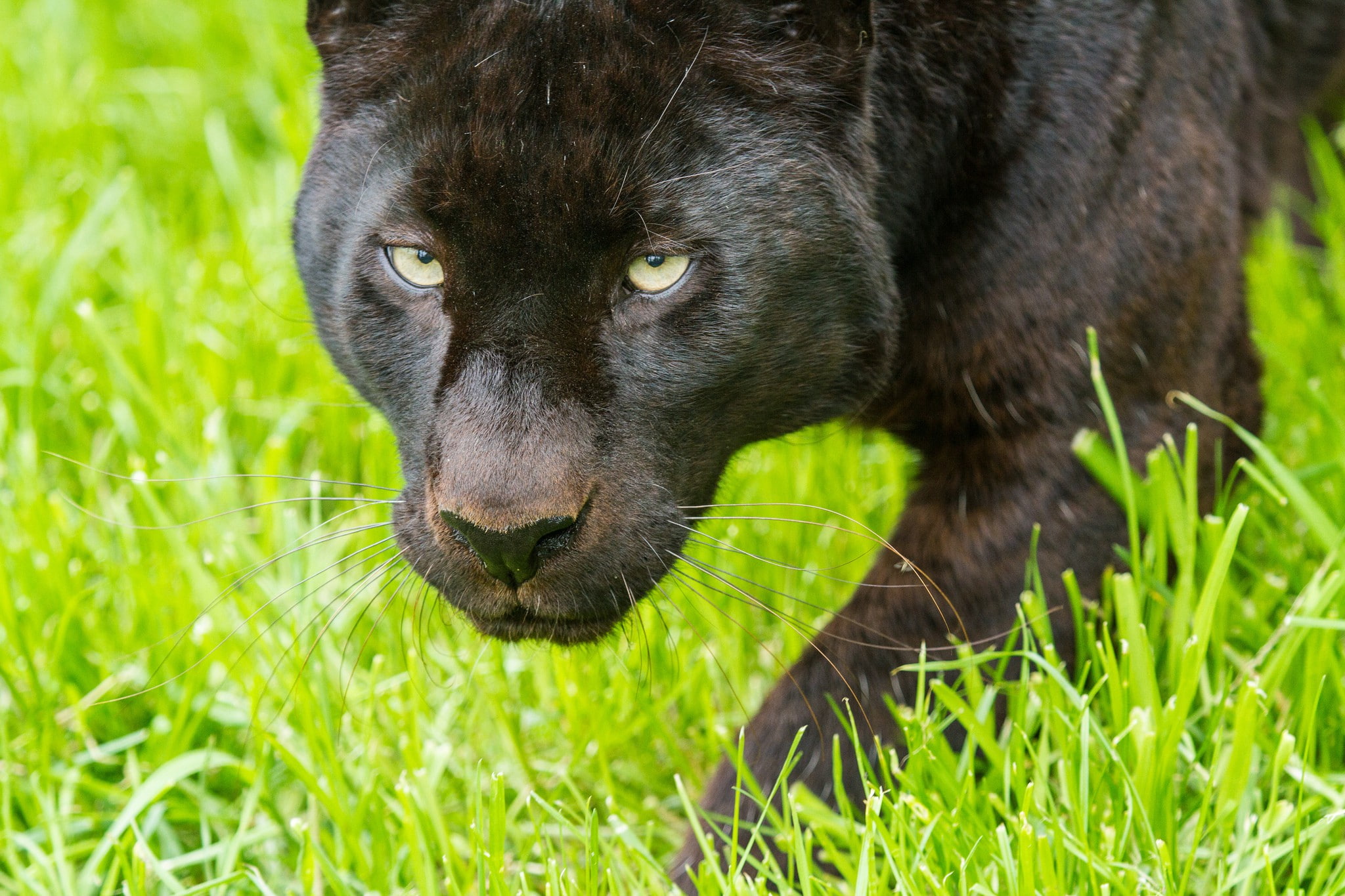 black, eyes, panther, grass, 1080P, cat, face, leopard, HD Wallpaper