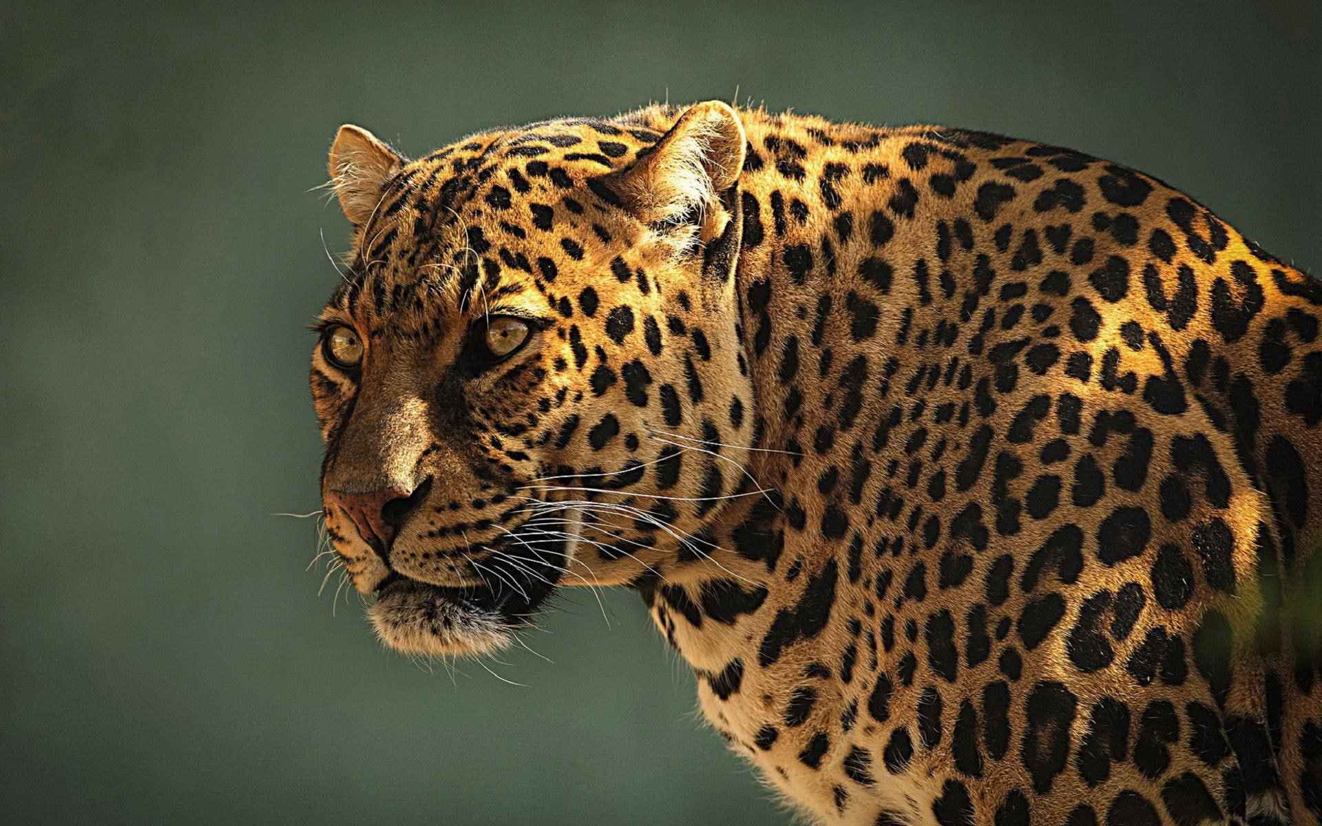 1080P, pictures, pattern, face, spots, cats, eyes, leopard, HD Wallpaper