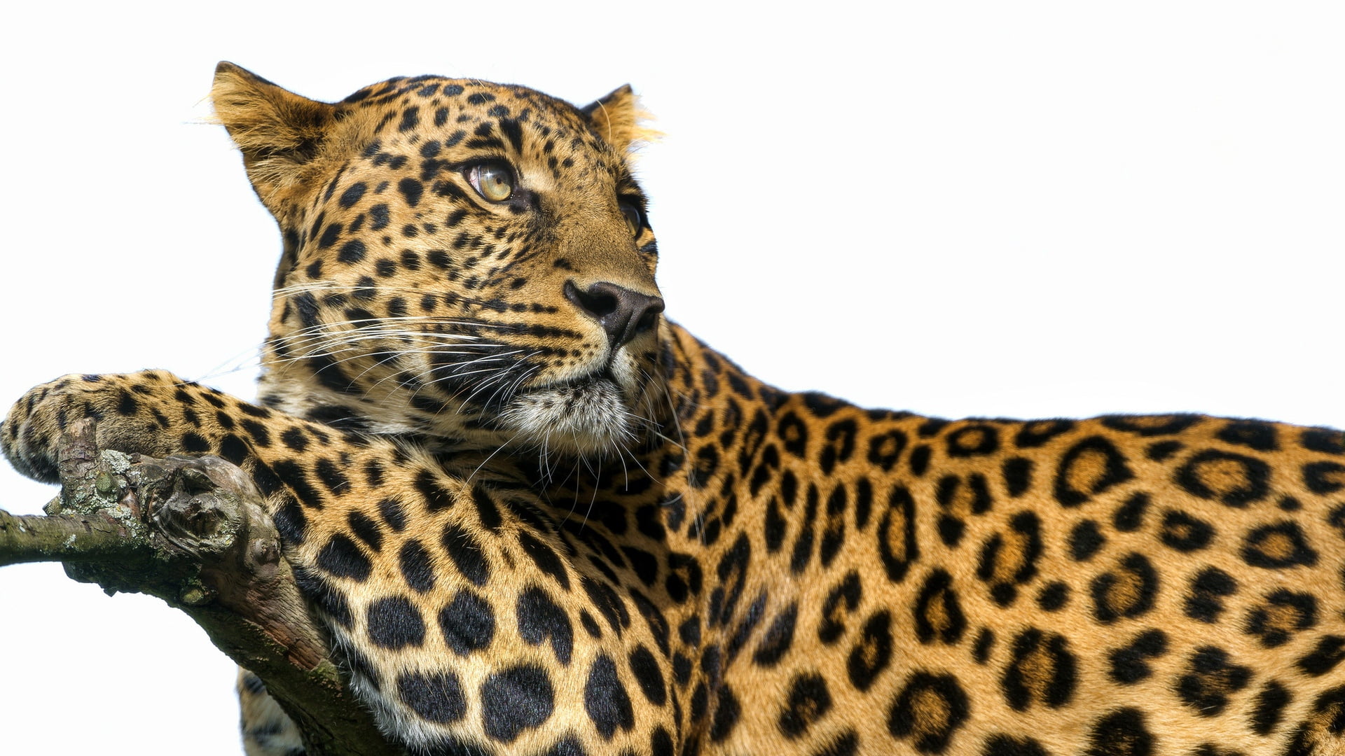 relaxation, animal Themes, spots, studio Shot, predator, looking away, safari, undomesticated Cat, animals Hunting, safari Animals, africa, wilderness Area, HD Wallpaper