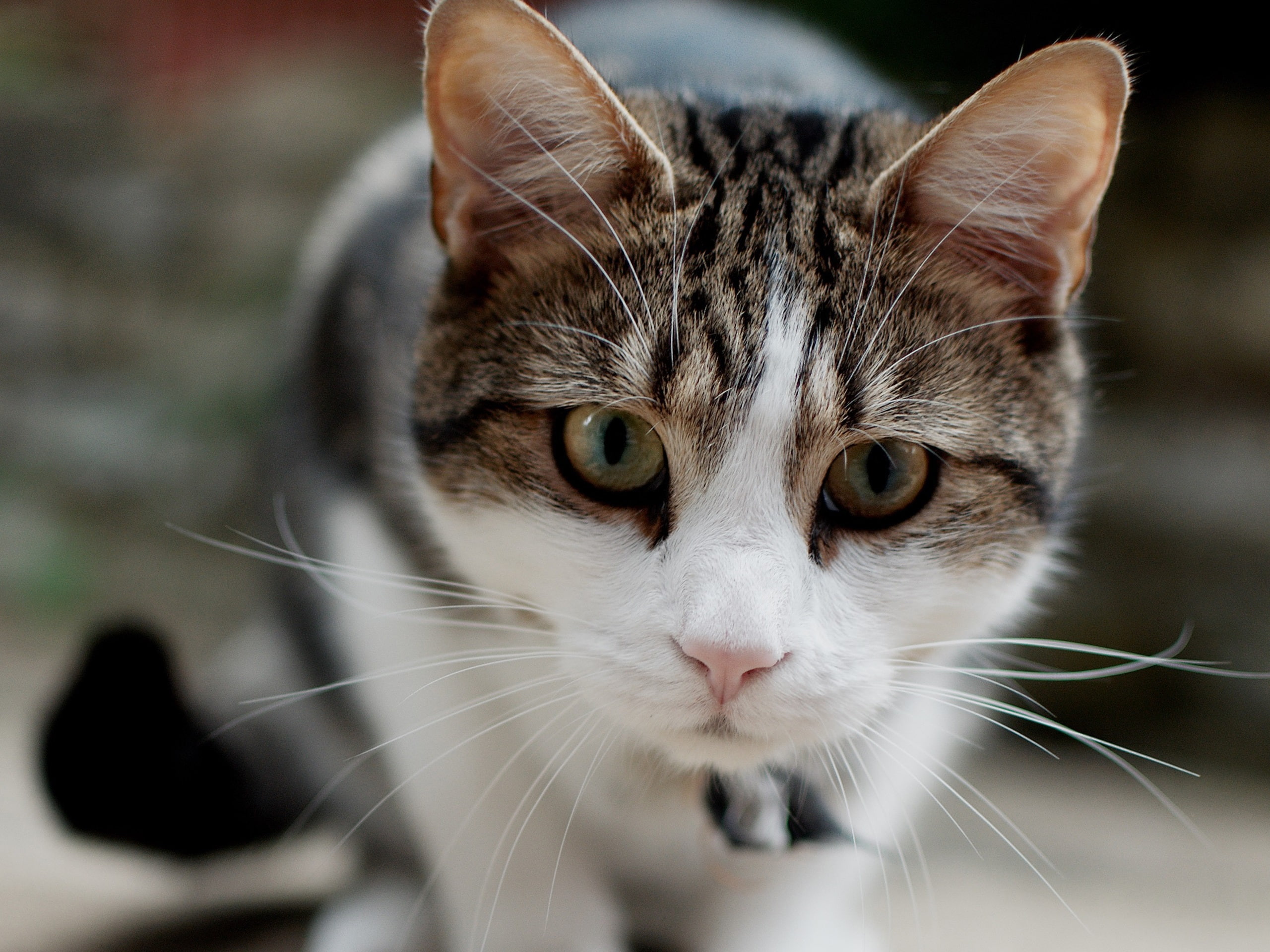 Face, Cat, Mustache, Gray, Focus, 2K, White, HD Wallpaper