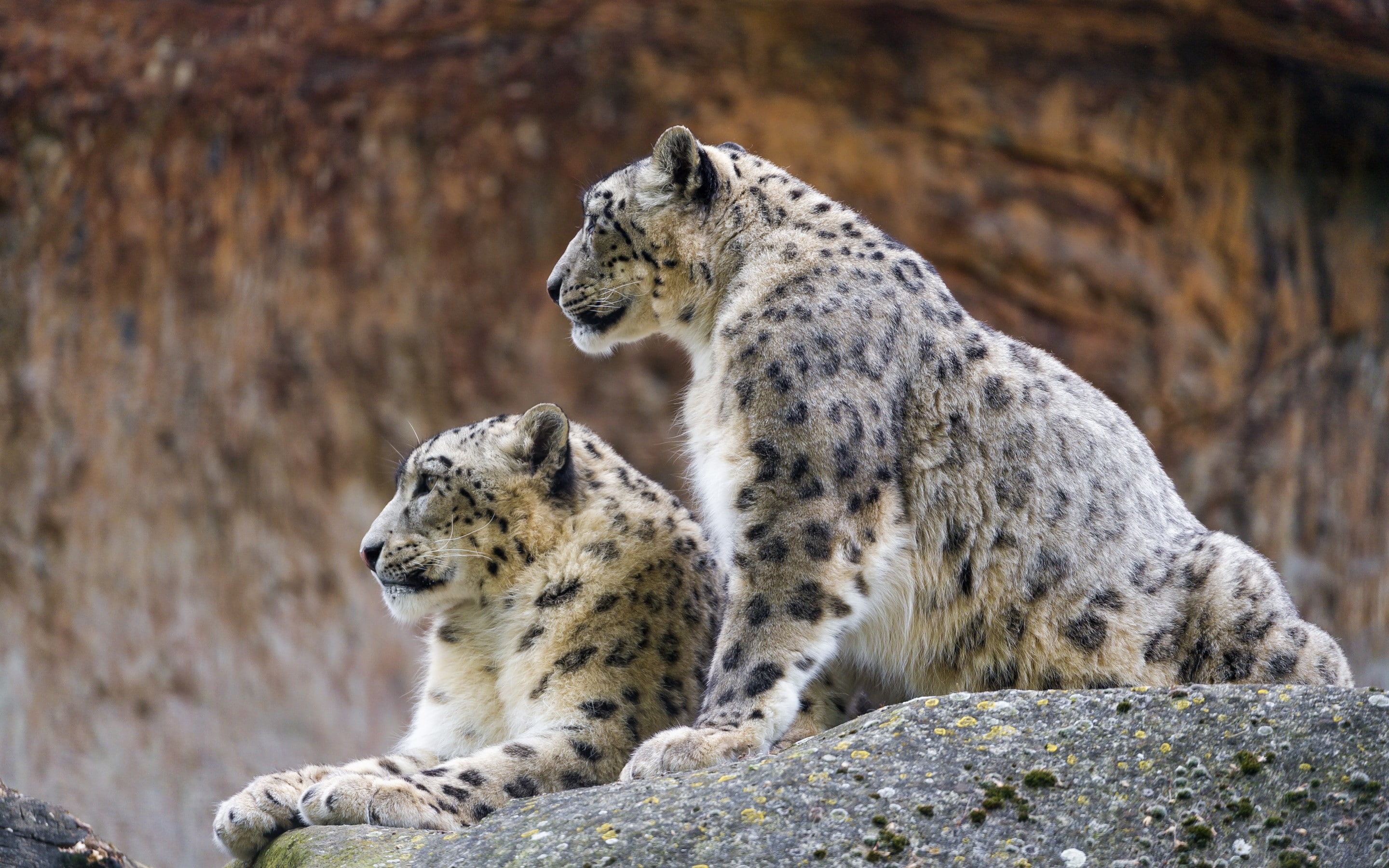 © Tambako The Jaguar, couple, stone, 2K, gray, leopards, snow, snow leopard, Profile, cat, black, two, HD Wallpaper