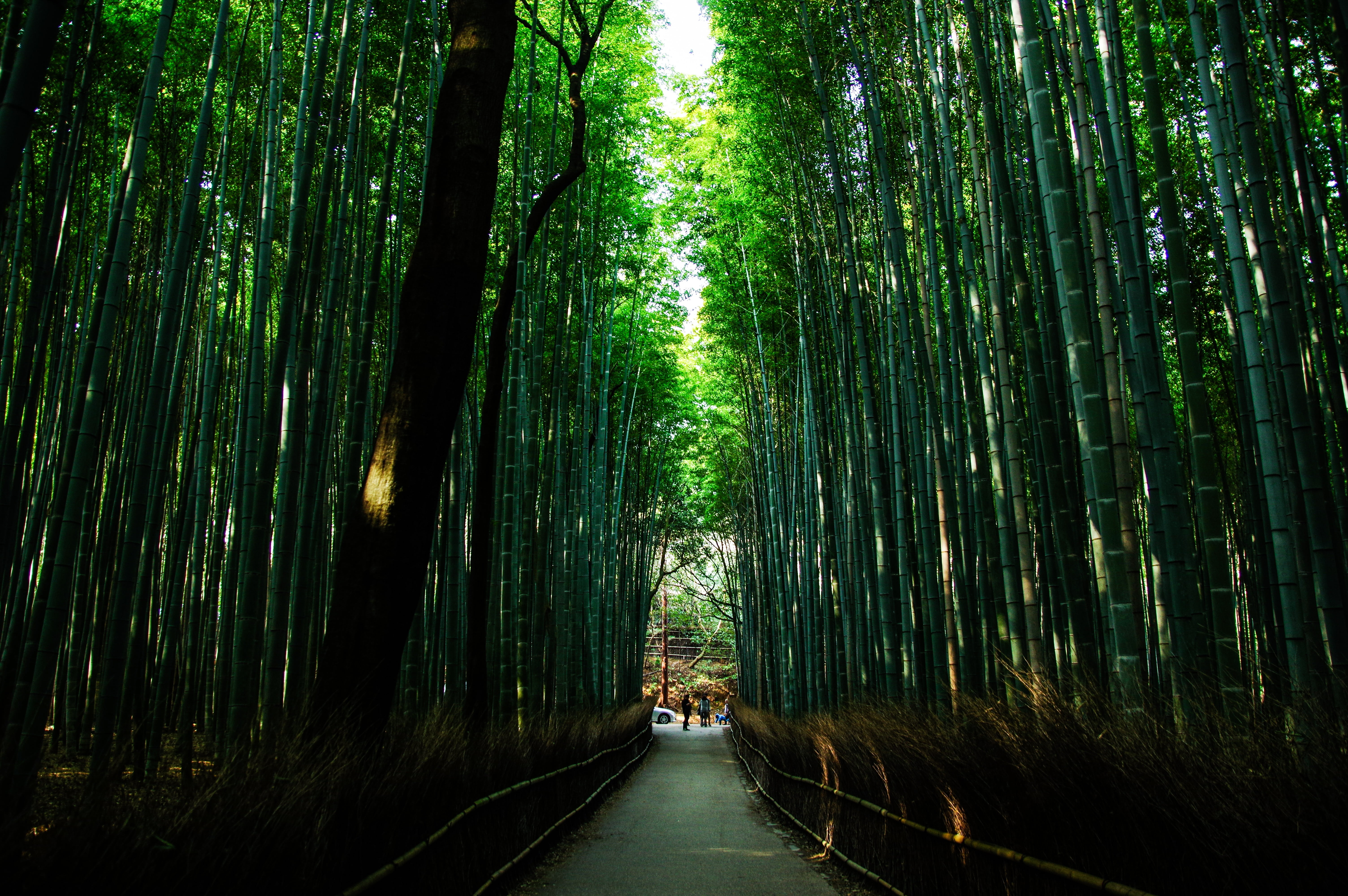 tree, bamboo - plant, outdoors, diminishing perspective, some taste, photography, daytime, nature, angle, bridge, woodland, forest, no people, kyoto, natural, HD Wallpaper