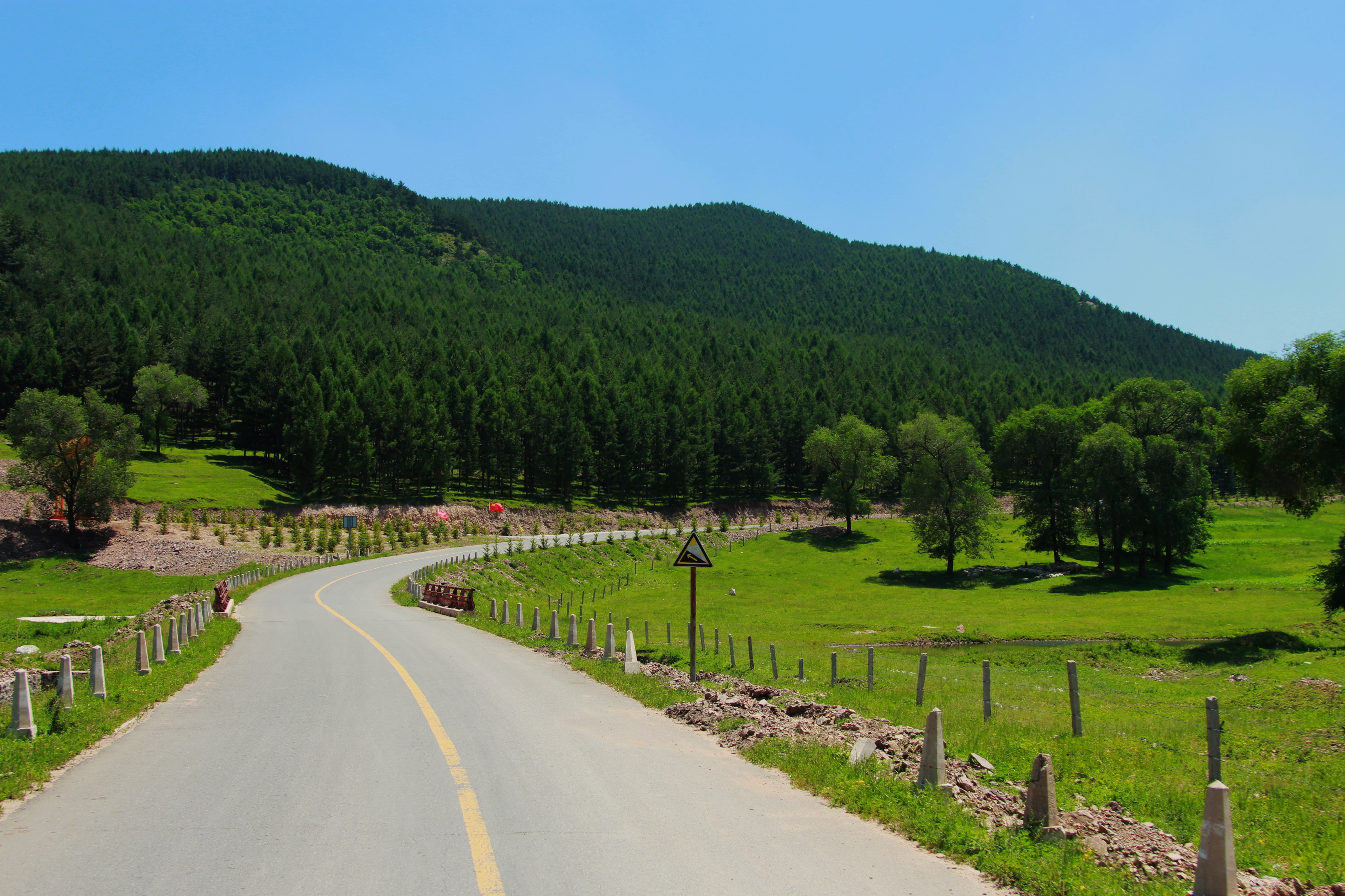 pine tree, scenics - nature, sky, road, 5K, country road, concrete, outdoors, green color, green, plant, diminishing perspective, no people, direction, HD Wallpaper