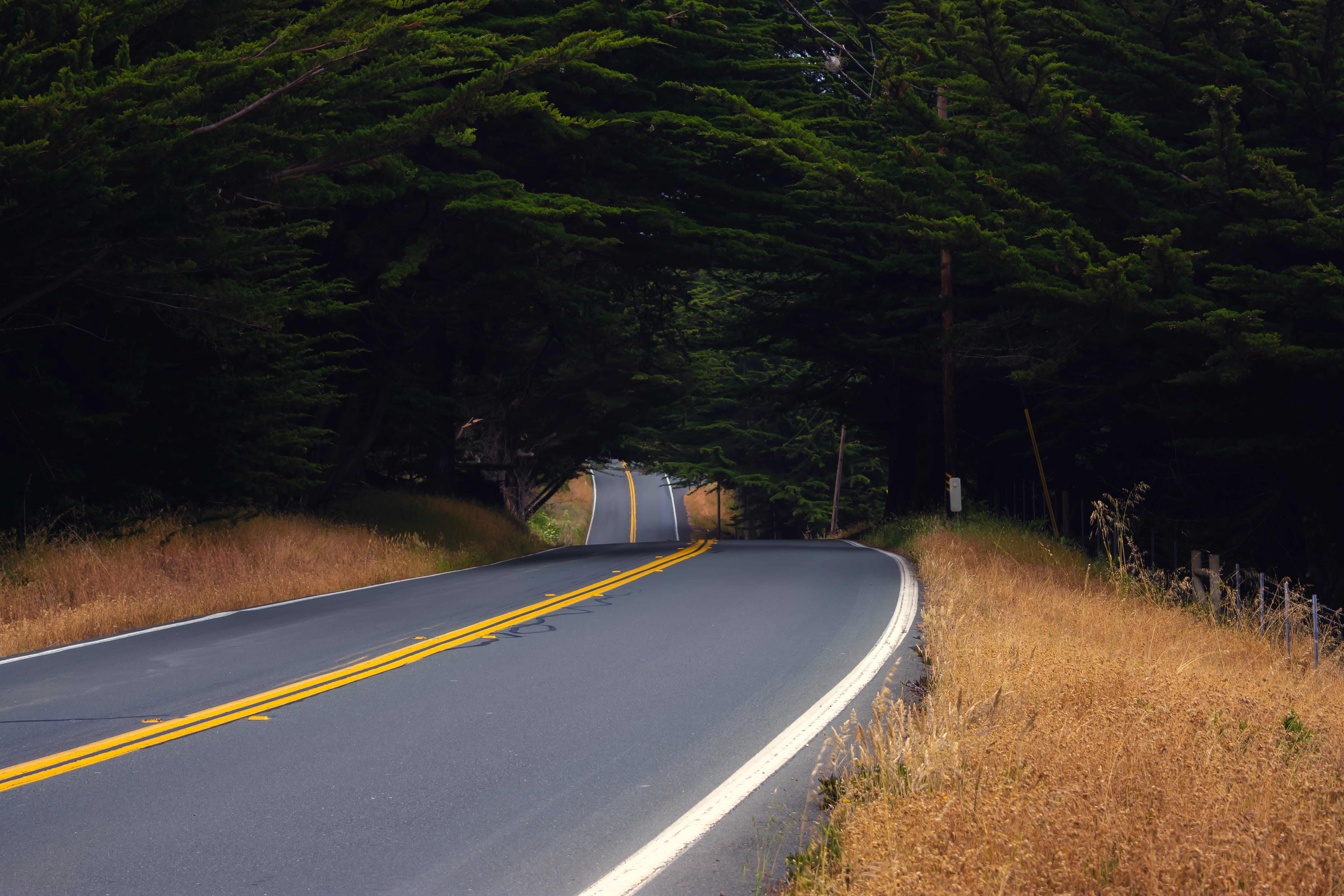 direction, the way forward, nature, dirt road, plant, 5K, dividing line, empty, grey, transportation, trees, growth, long drive, highway, roadtrip, forest, HD Wallpaper