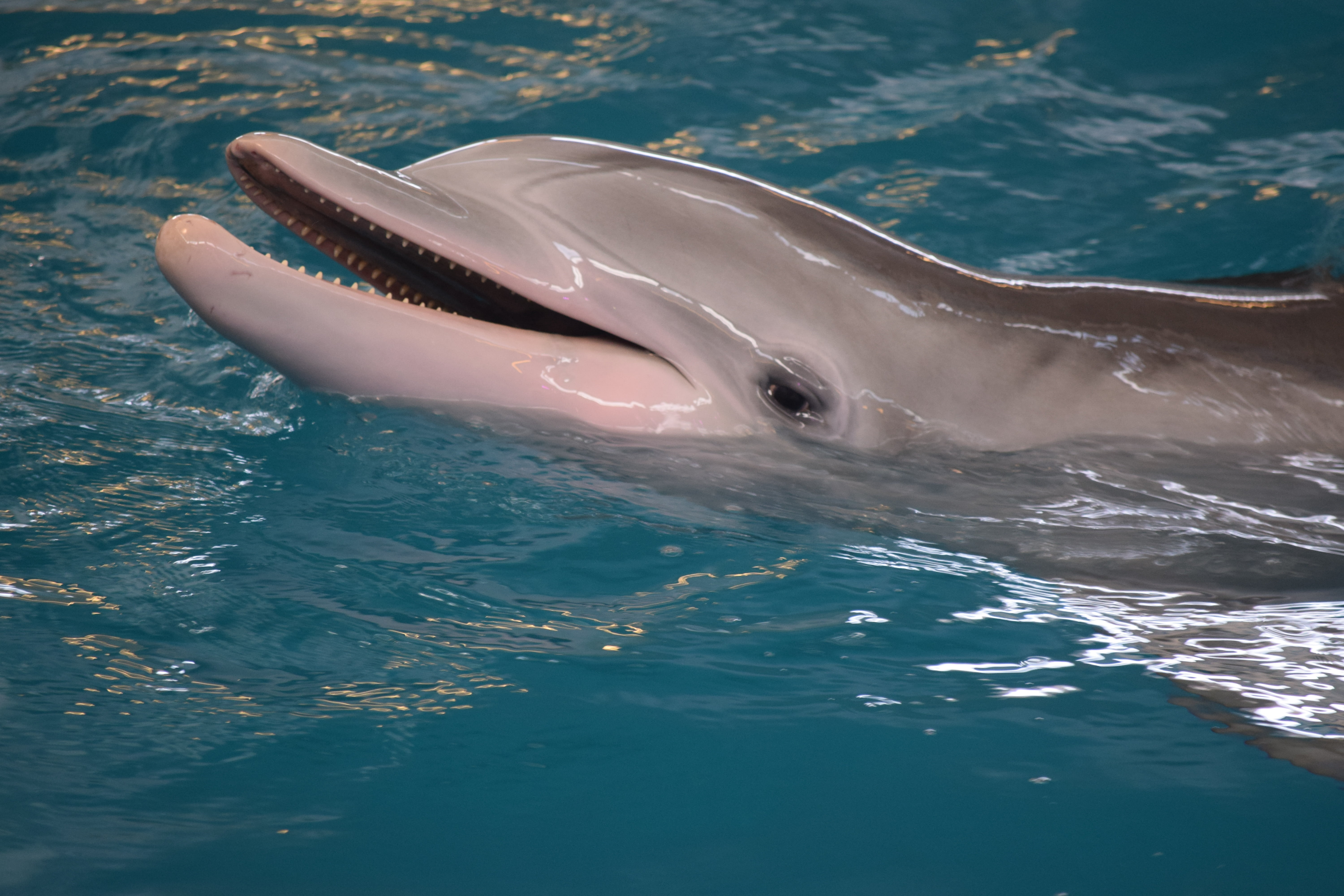 day, mammal, sea, underwater, one animal, animal wildlife, animal themes, animal head, marine, waterfront, 5K, no people, dolphin, turquoise colored, swimming, HD Wallpaper
