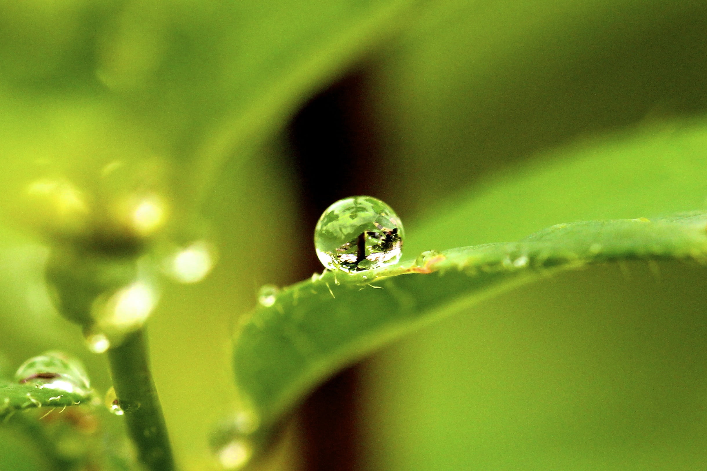 rain, summer, Canon EOS, dew, leaf, close-up, plant, water, green, KISS, Model, nature, 雨粒, green Color, 1080P, green leaf, focus, freshness, 雨, raindrop, HD Wallpaper