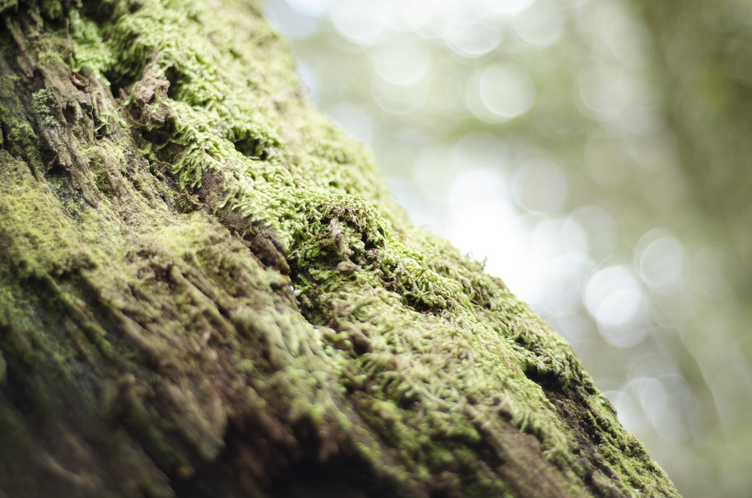 green color, mossy, park, tree trunk, reptile, 1080P, animals in the wild, lizard, macro, textured, flora, nature, rainforest, outdoor, defocused, color, HD Wallpaper