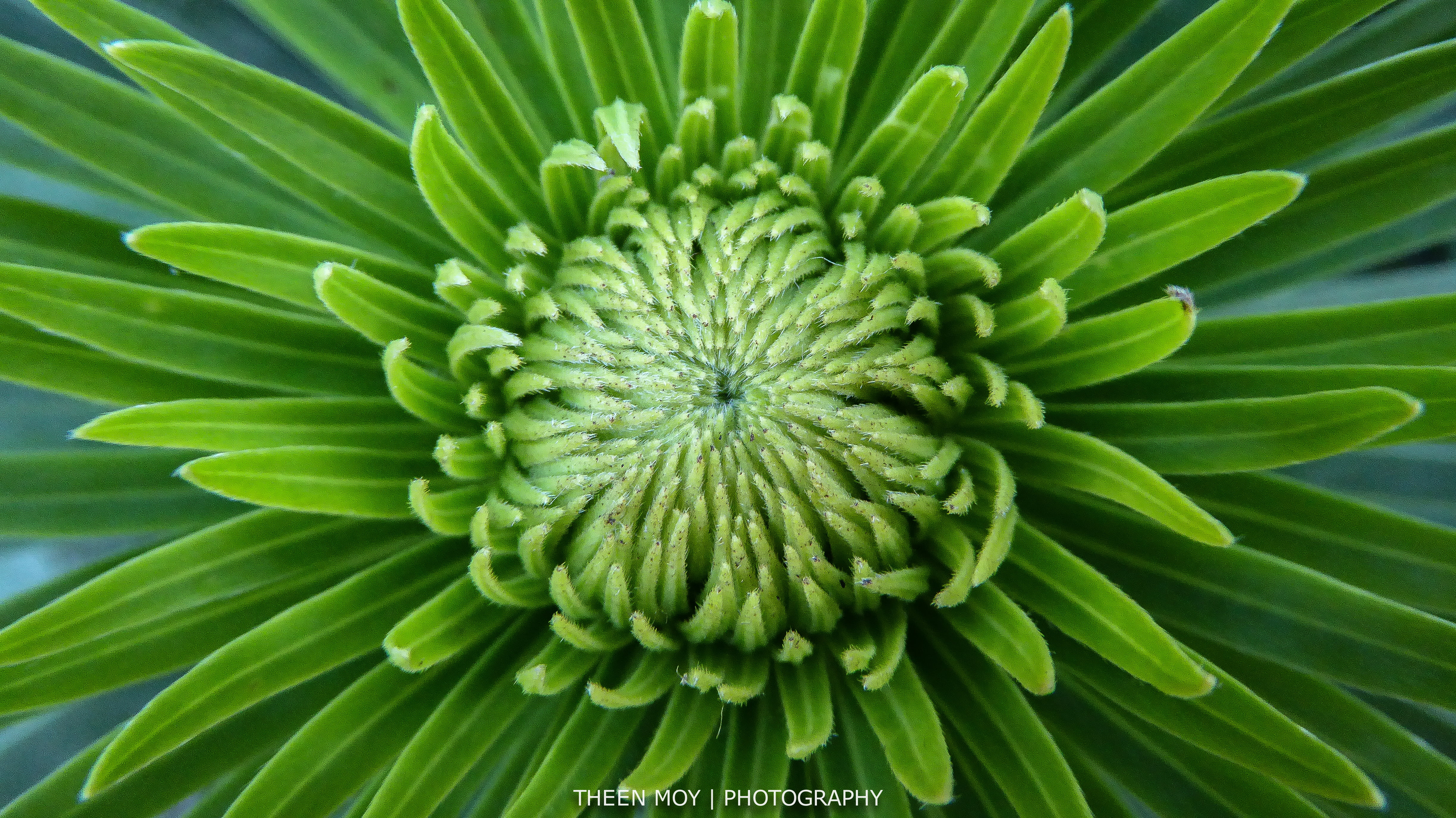 green  leaves, macro, green plant, stem, pattern, flower, close-up, long, tip, shallow, nature, foliage, plant, concentric, shallow focus, botany, lumix, HD Wallpaper