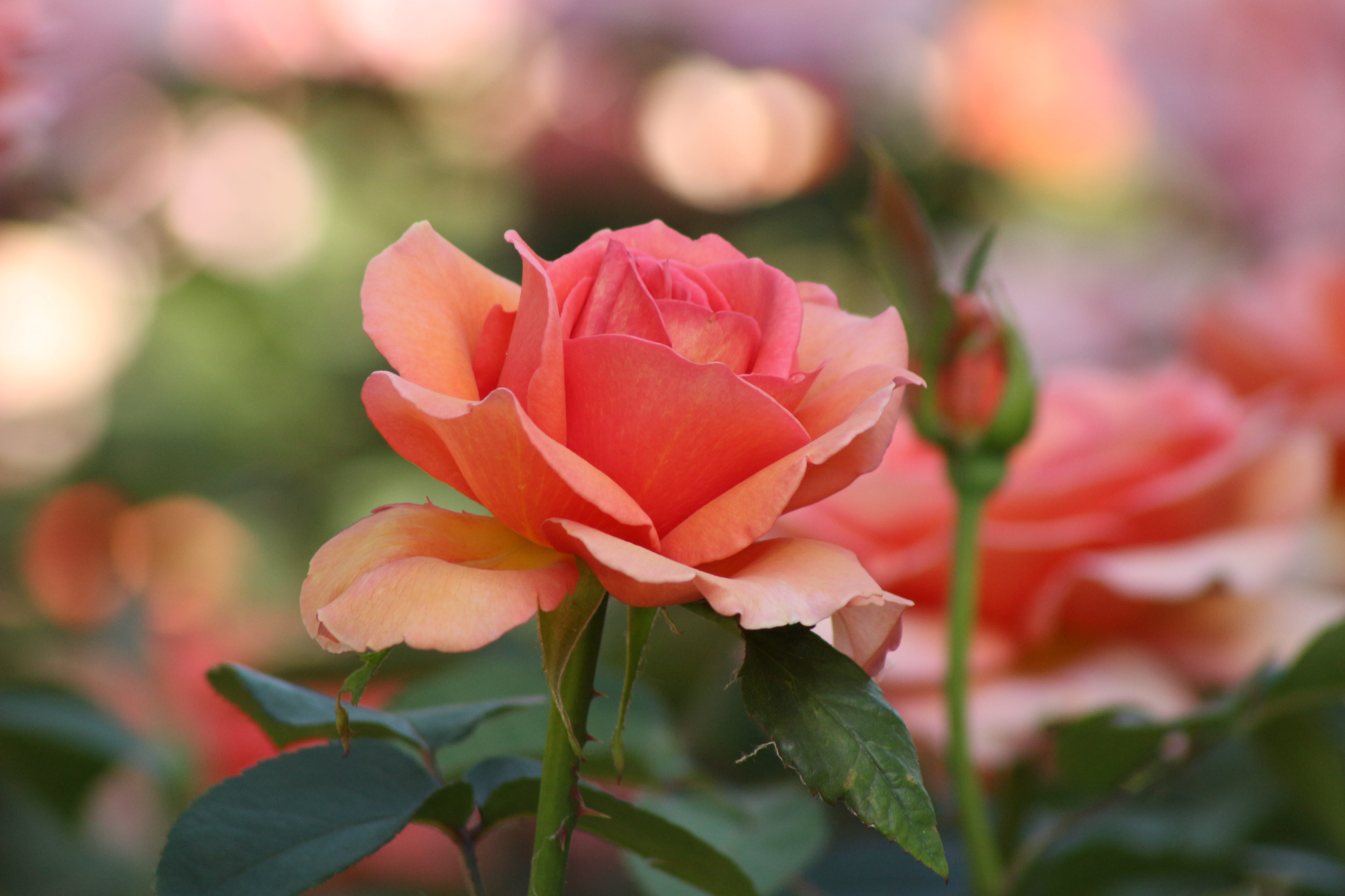 summer, shallow focus, shallow, color, flowering plant, focus on foreground, design, blooming, red rose, season, vulnerability, botany, focus, fragility, HD Wallpaper