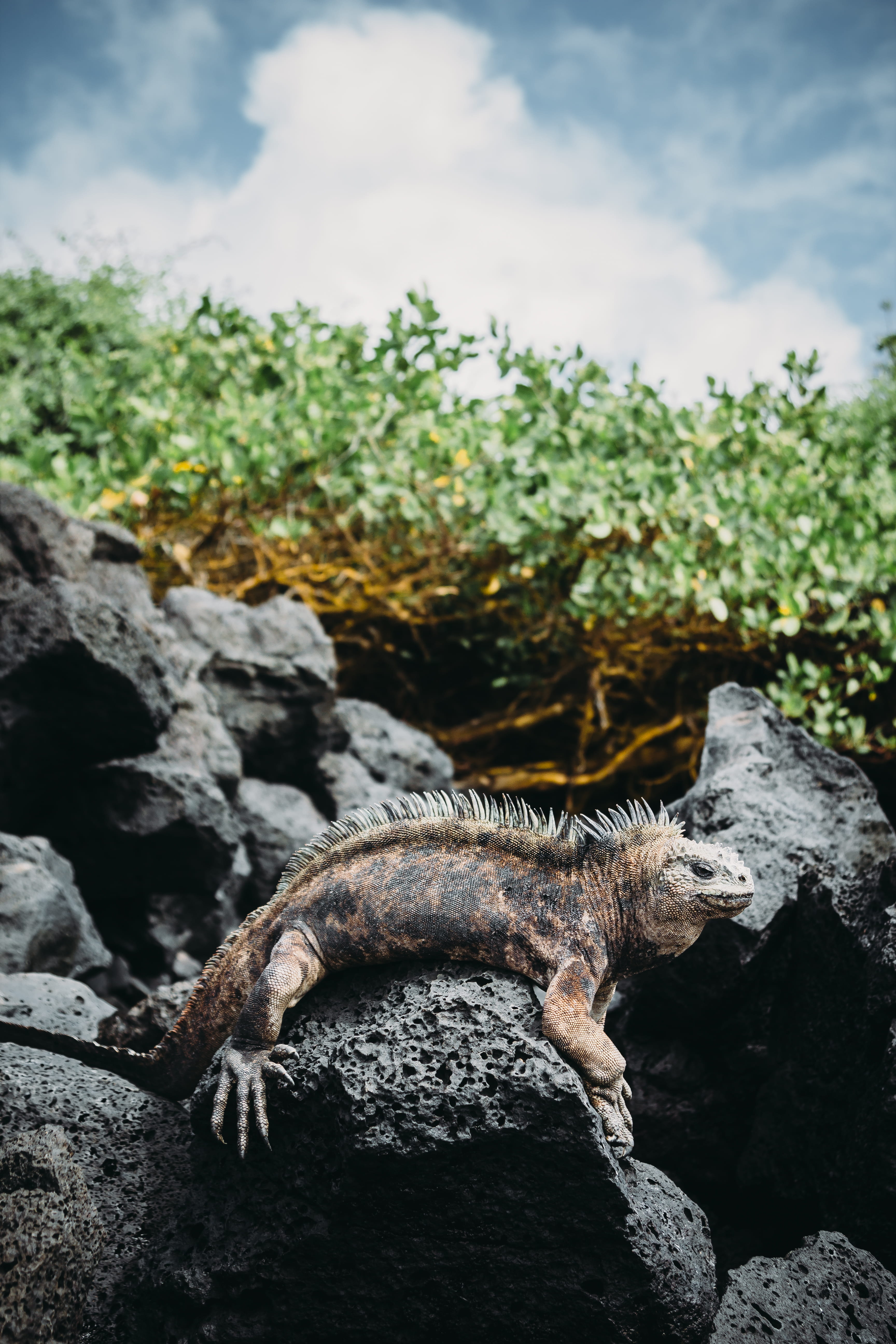 wildlife, 5K, nature, one animal, day, spikes, focus, reptilian, black, species, plant, daylight, outdoors, gray, solid, predator, cloud - sky, tail, skin, Phone HD Wallpaper