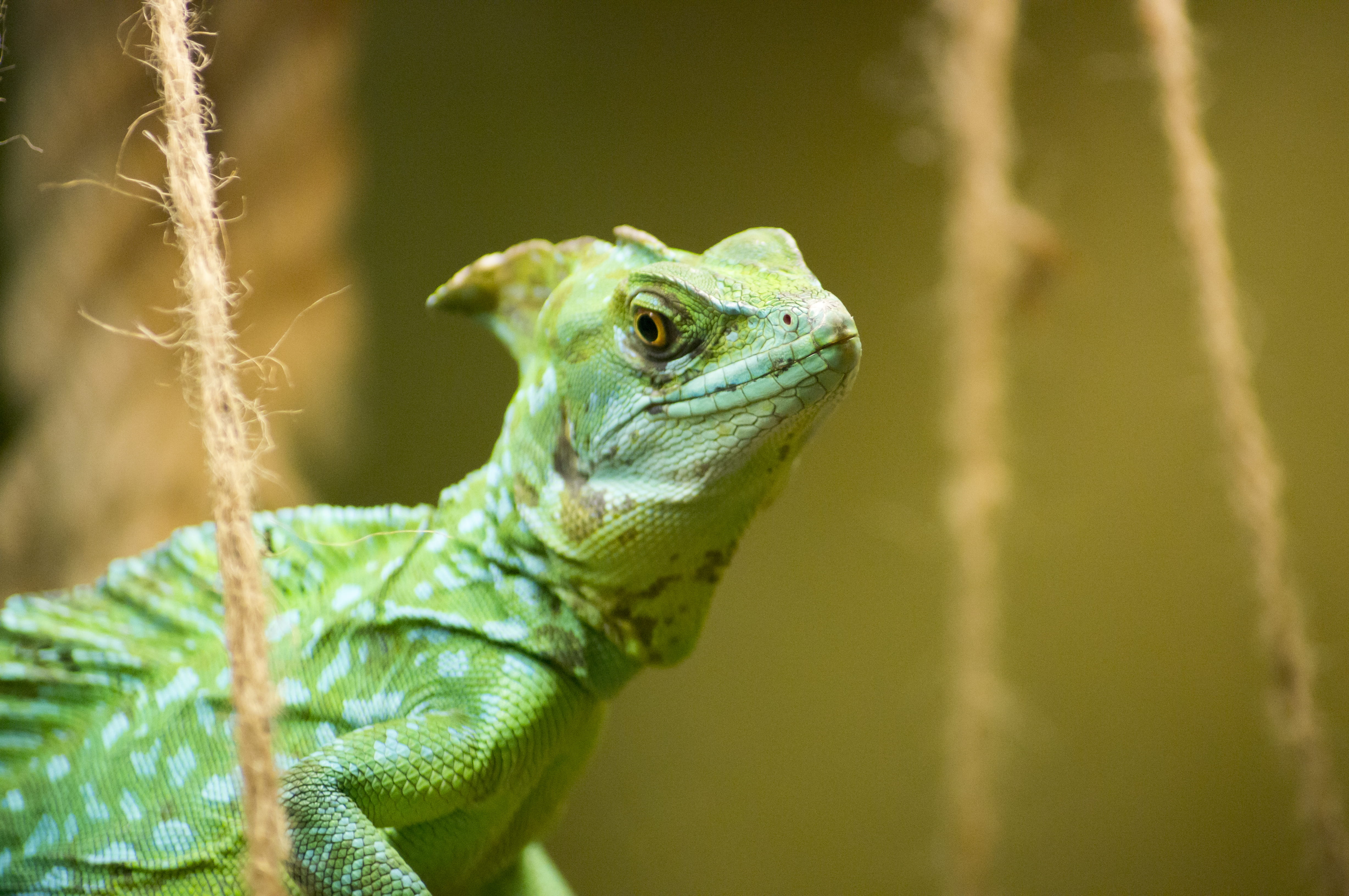 lizard, green color, focus on foreground, green, animal scale, wildlife, pet, chameleon, no people, wild, nature, shallow, animal head, day, close-up, eye, HD Wallpaper