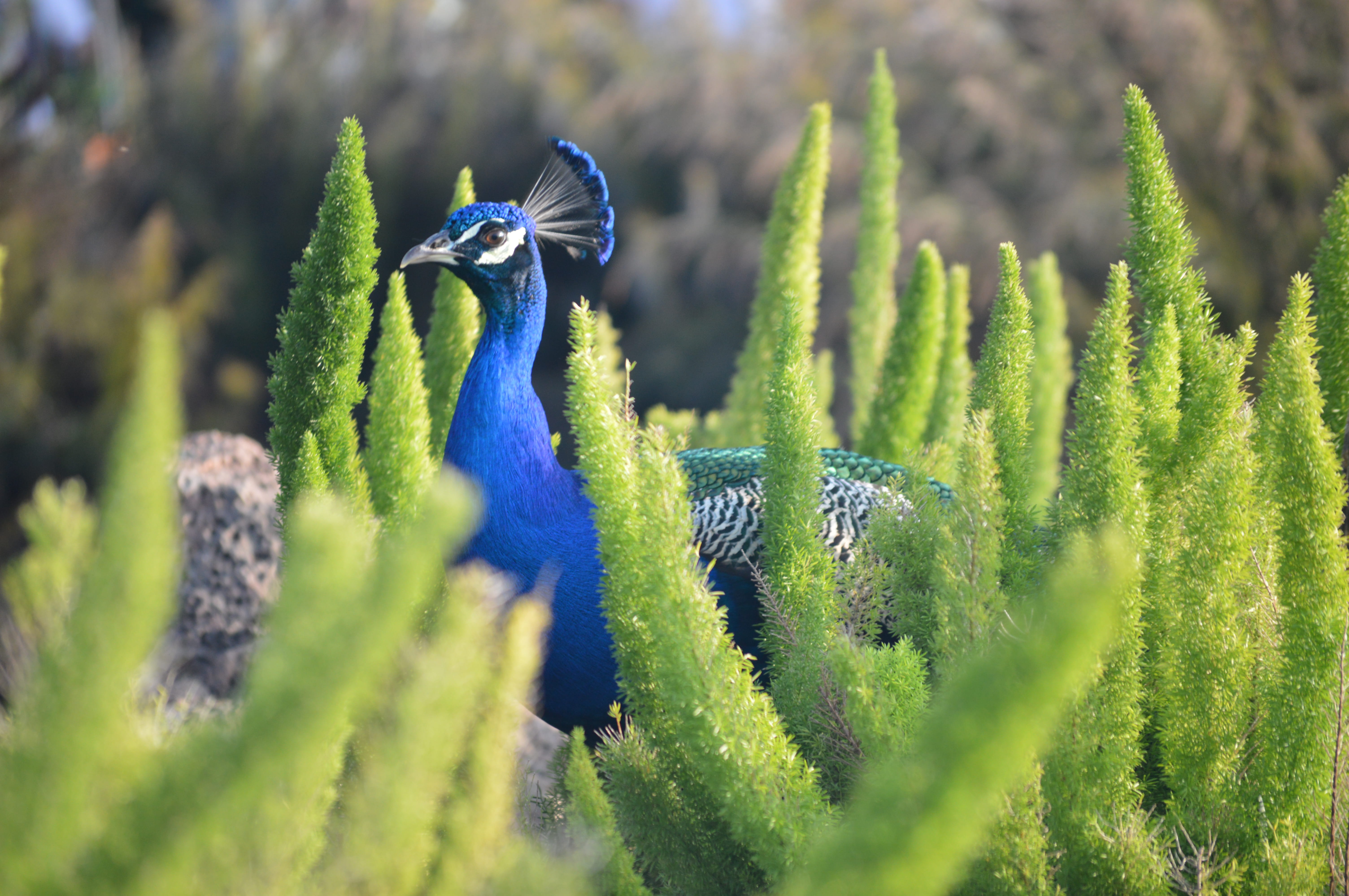 macro, animal head, 5K, animal wildlife, plants, selective, wild, blue, land, outdoor, near, day, green, bird, green plants, plant, outdoors, nature, mammal, HD Wallpaper