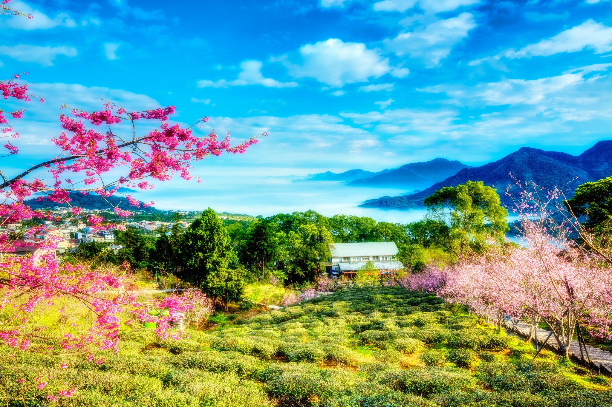 1080P, flowers, spring, China, greenery, mountains, clouds, Taiwan, landscape, sky, cherry, trees, HD Wallpaper