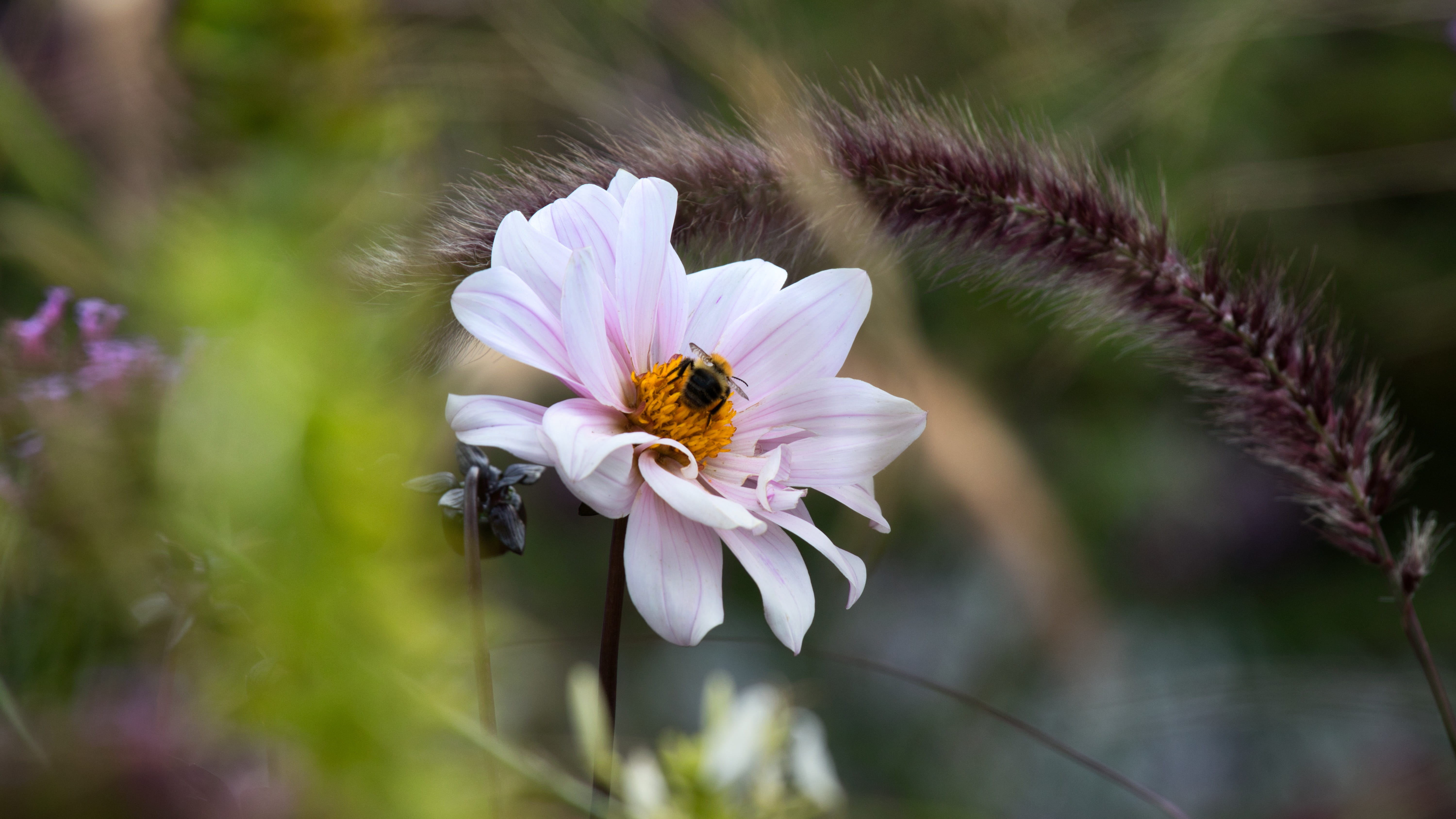 petal, hummel, bud, fragility, dahlia, flower, flower head, pollination, beauty, animal, bloom, beauty in nature, vulnerability, bumblebee, animal wildlife, HD Wallpaper