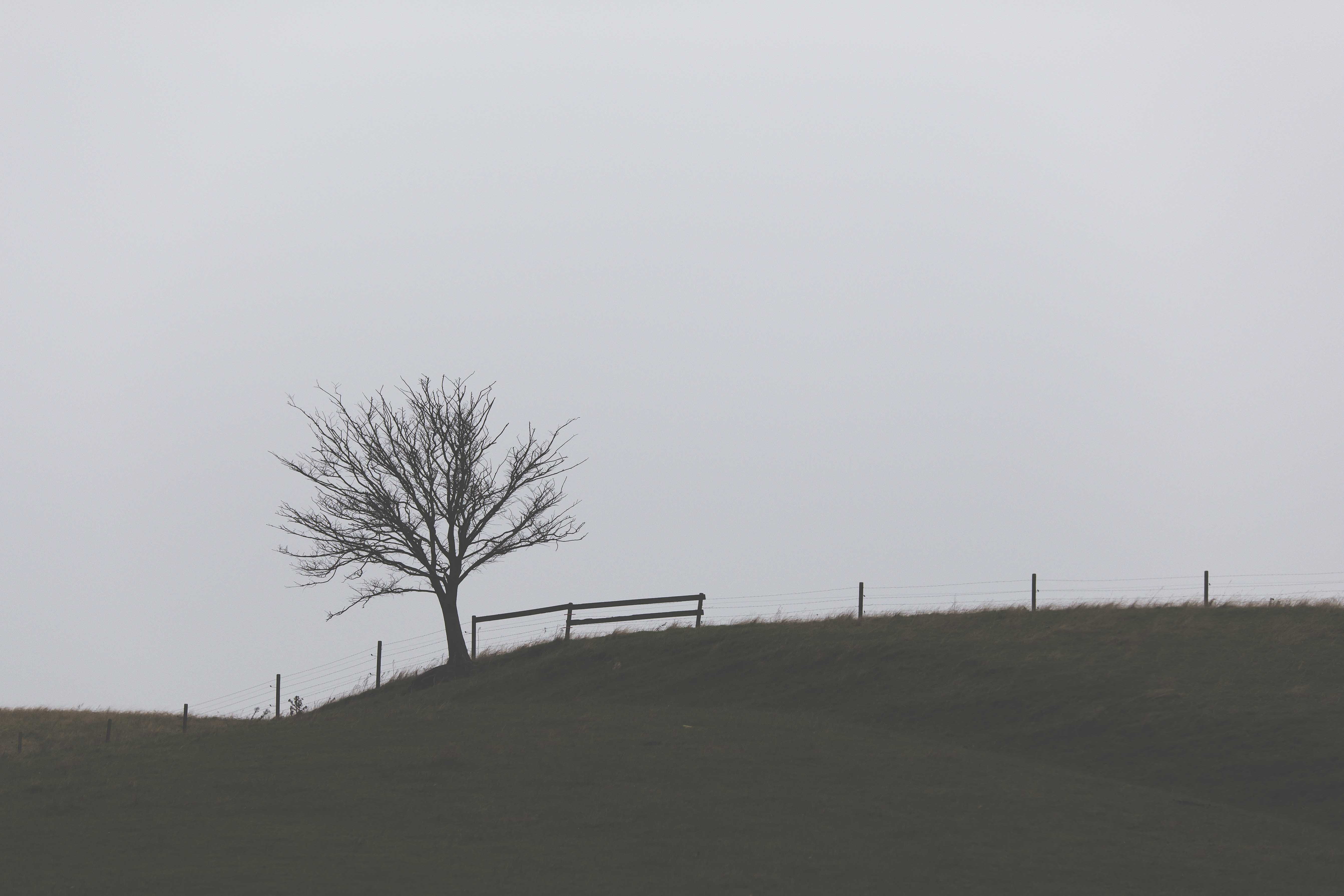 land, day, tranquility, architecture, field, tree, 5K, sky, clear sky, outdoors, nature, tranquil scene, bare tree, no people, landscape, beauty in nature, HD Wallpaper