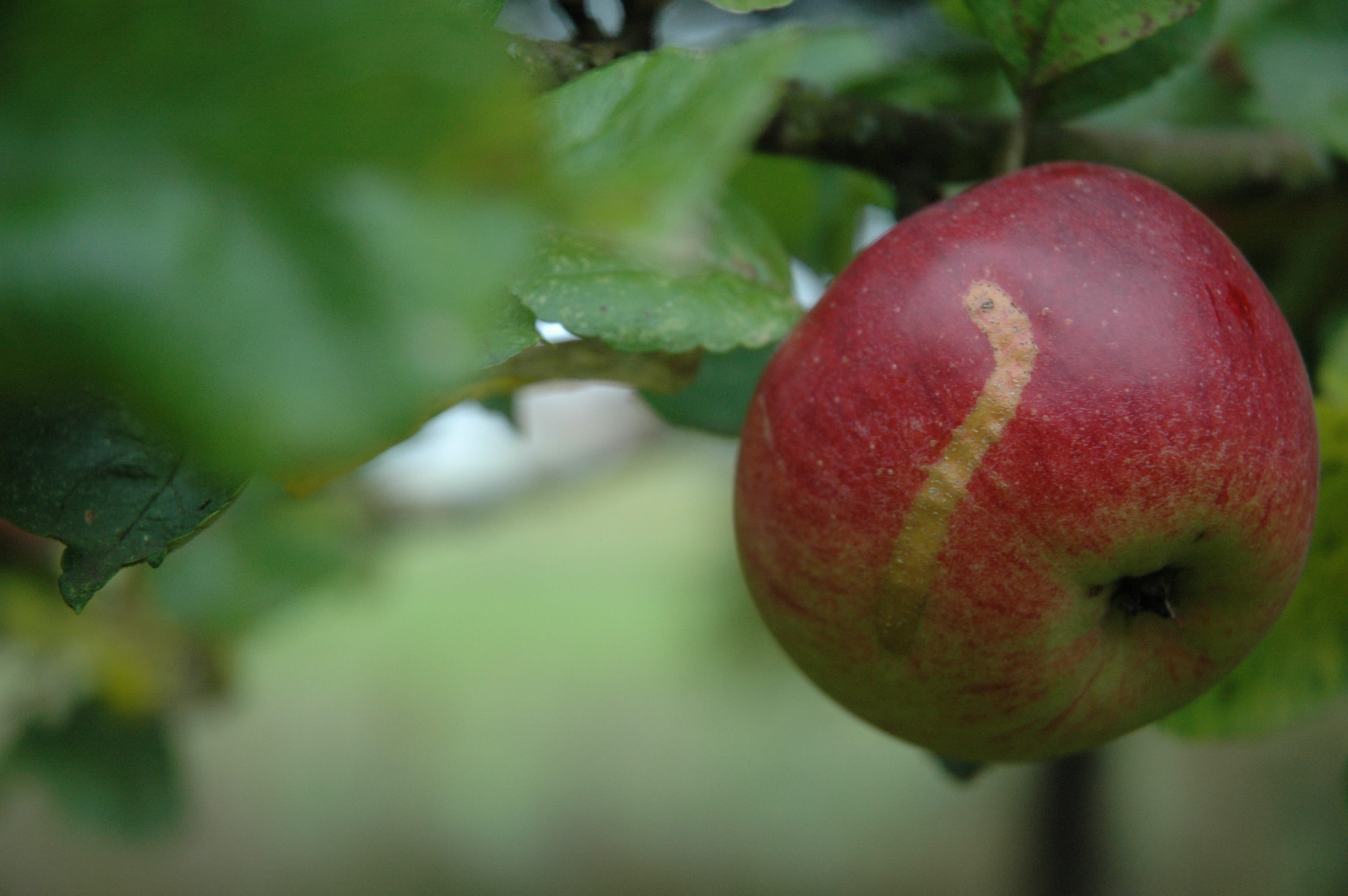 cultural property, selective focus, plant part, food, red, healthy eating, apple, day, wellbeing, outdoors, ripe, fruit, food and drink, growth, focus on foreground, HD Wallpaper