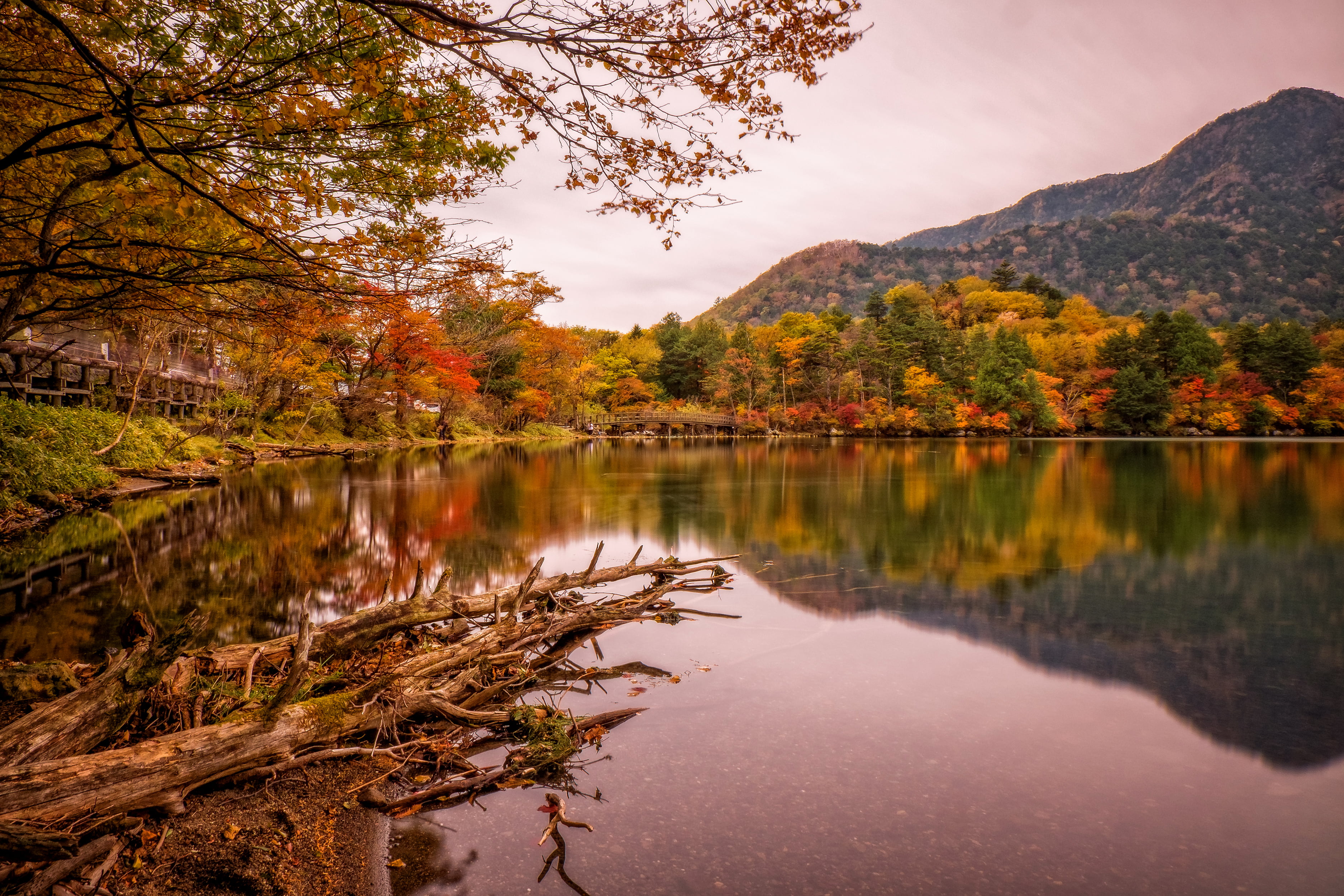 tree, nature, lake, bridge, sky, autumn, water, tranquil scene, Park, non-urban scene, growth, trees, 2K, Japan, tranquility, Nikko, autumn collection, HD Wallpaper